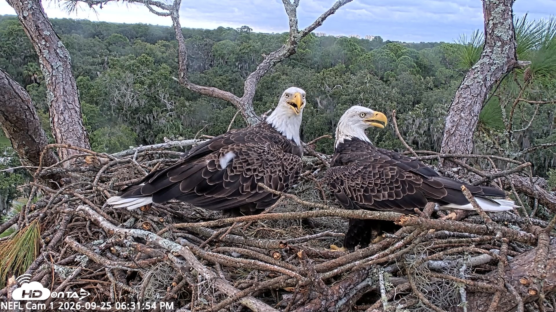Snapshot of NE Florida Eagles Live Webcam taken Sep 25, 2026, 6:32pm EDT
