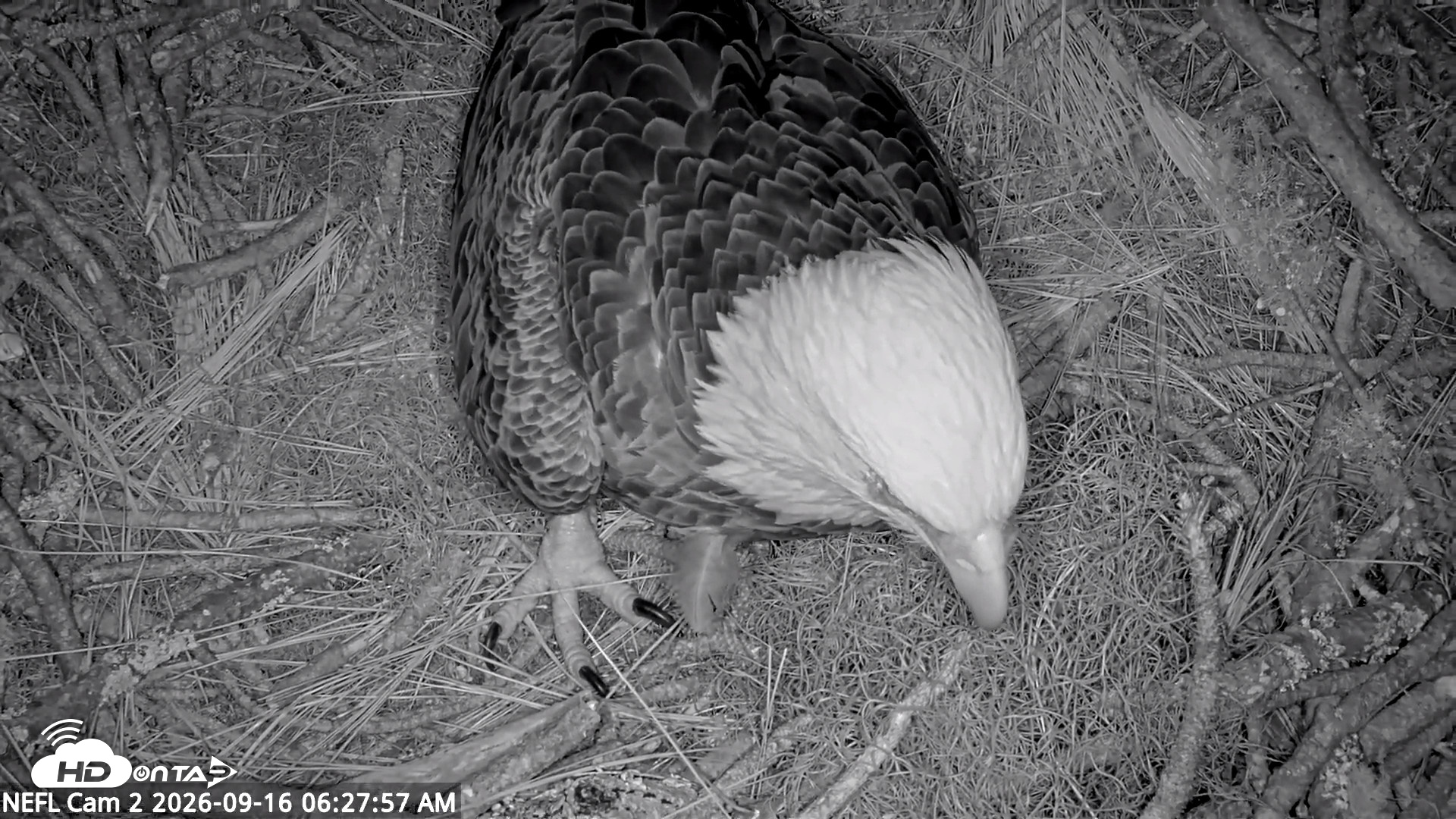 Snapshot of NE Florida Eagles Live Webcam taken Sep 16, 2026, 6:30am EDT