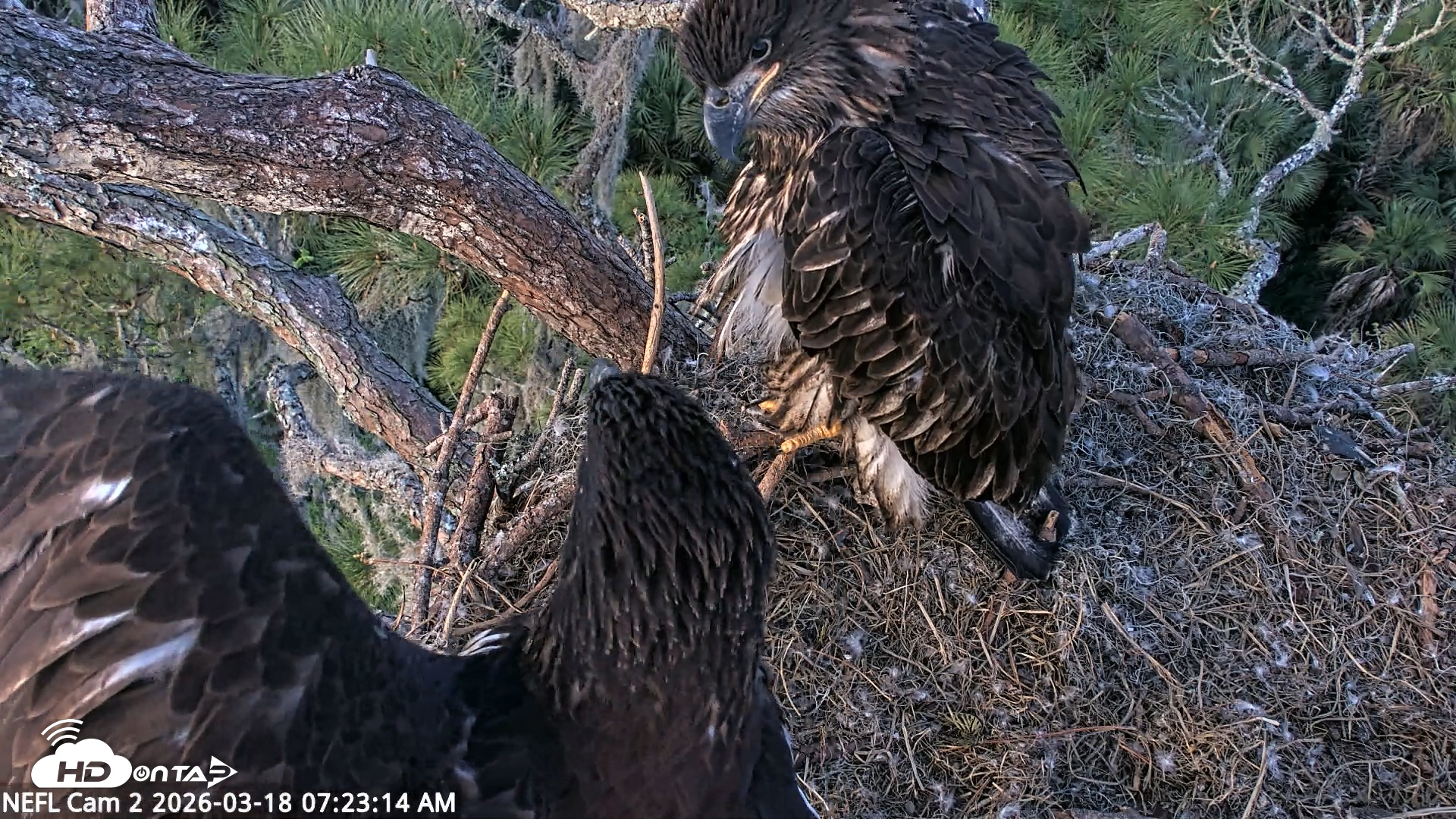 Snapshot of NE Florida Eagles Live Webcam taken Mar 18, 2026, 7:23am EDT