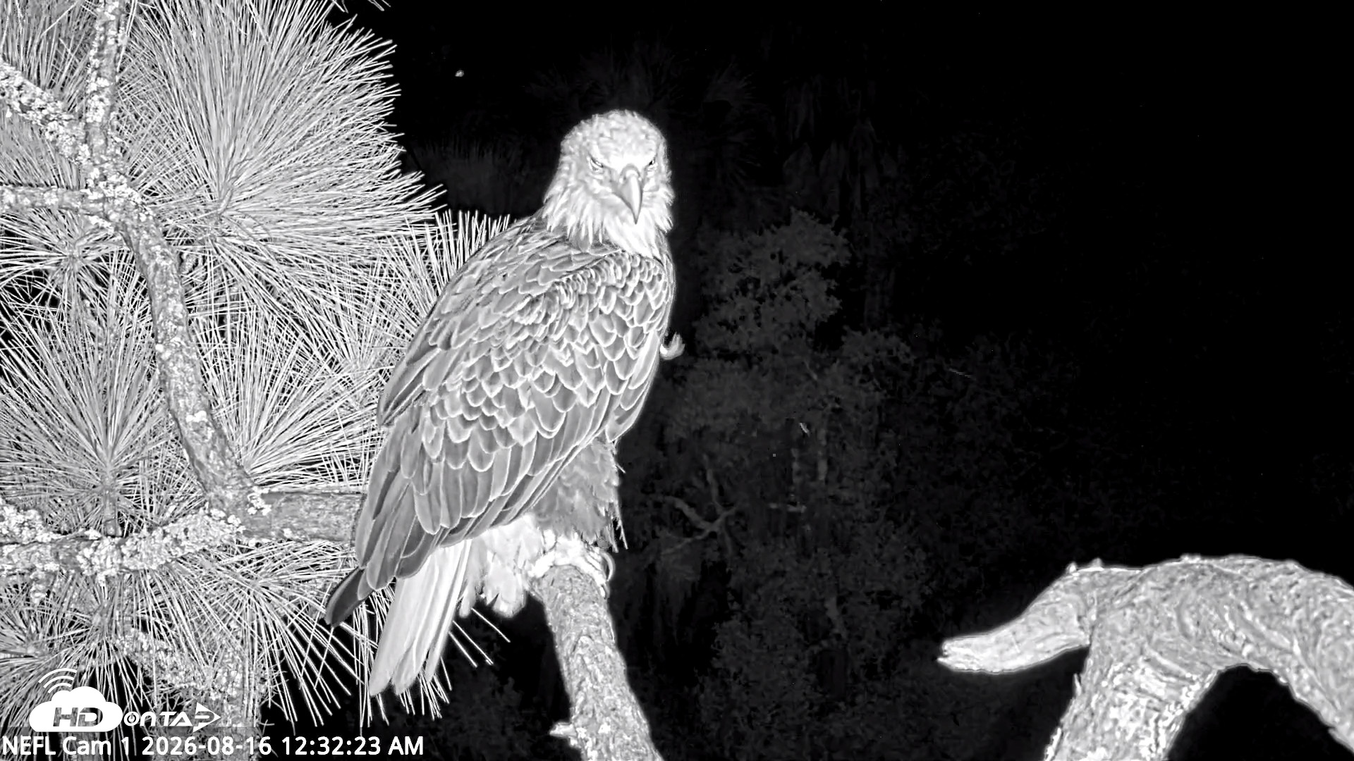 Snapshot of NE Florida Eagles Live Webcam taken Aug 16, 2026, 12:33am EDT