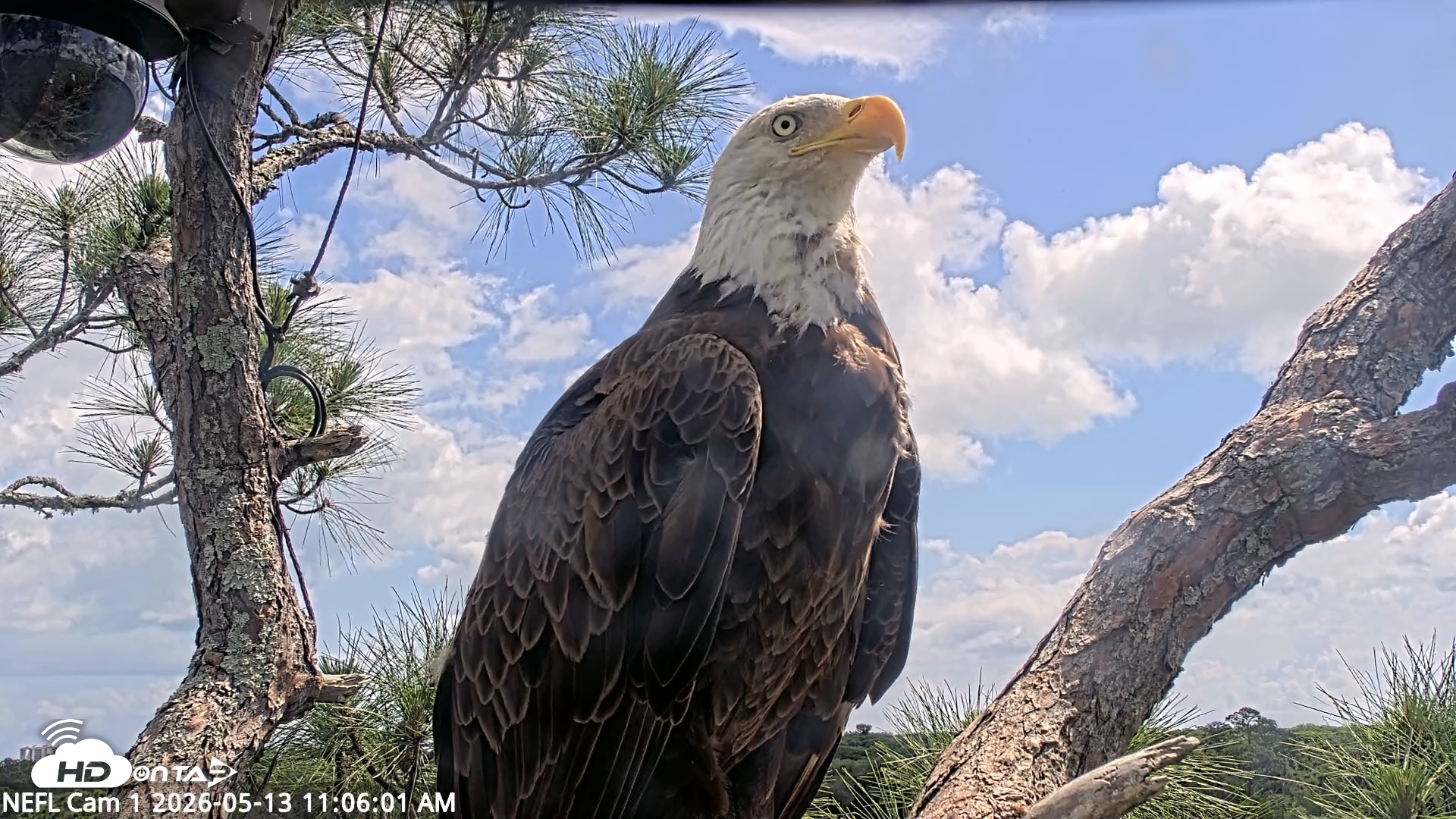 Snapshot of NE Florida Eagles Live Webcam taken May 13, 2026, 11:06am EDT