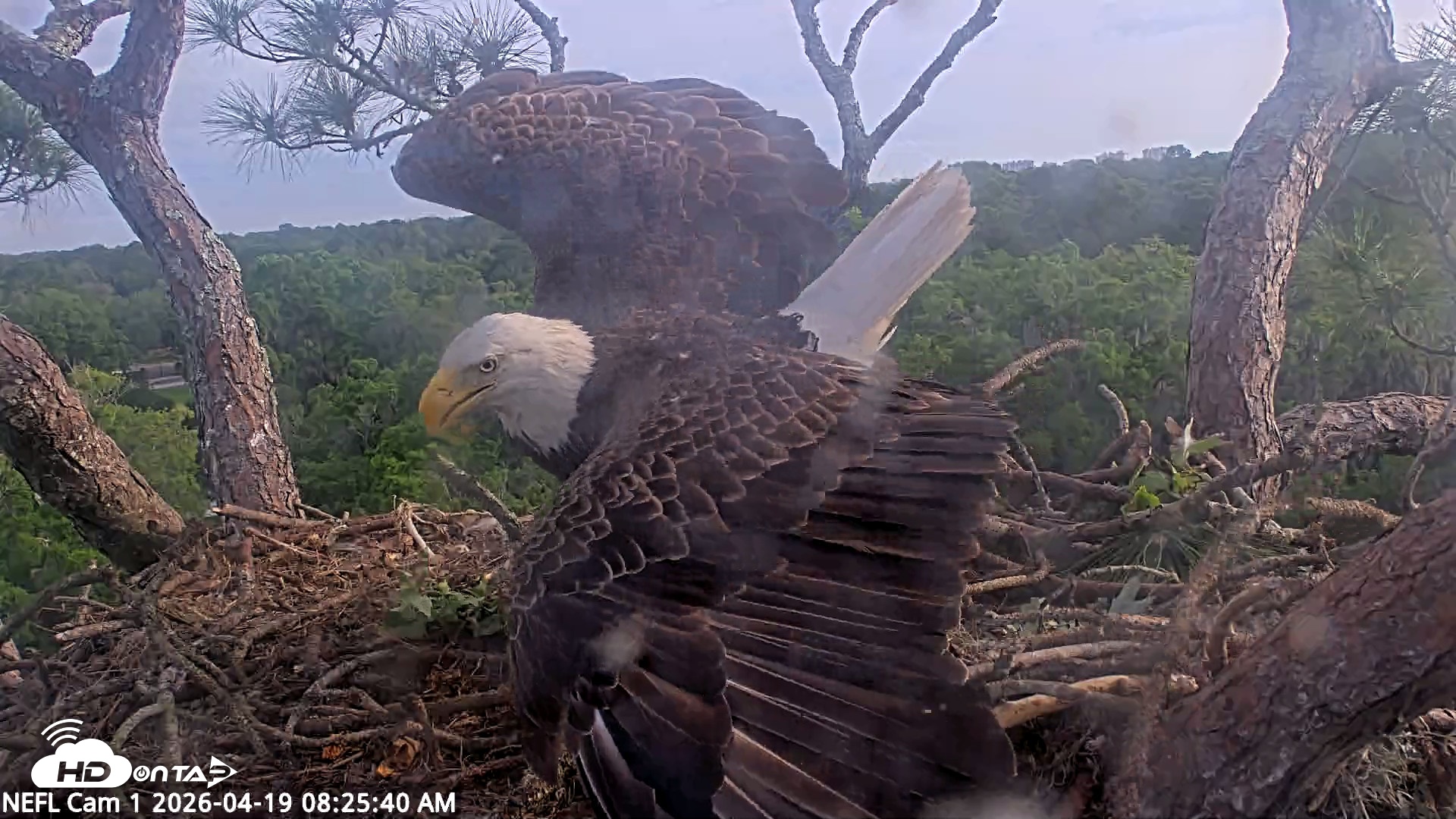 Snapshot of NE Florida Eagles Live Webcam taken Apr 19, 2026, 8:26am EDT