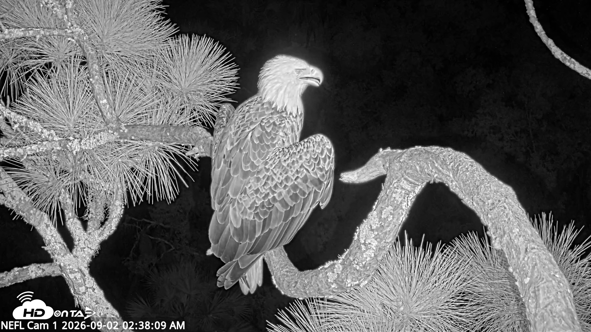 Snapshot of NE Florida Eagles Live Webcam taken Sep 2, 2026, 2:39am EDT