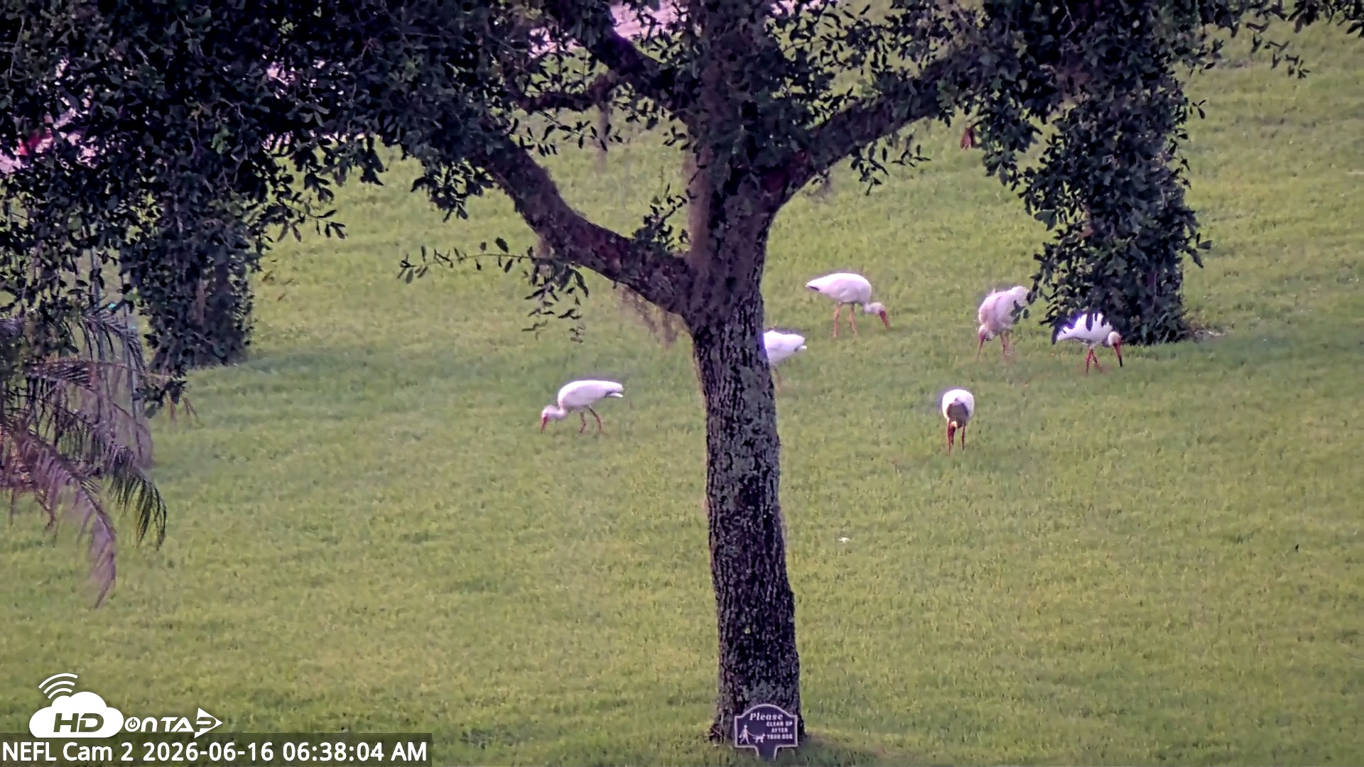 Snapshot of NE Florida Eagles Live Webcam taken Jun 16, 2026, 6:38am EDT