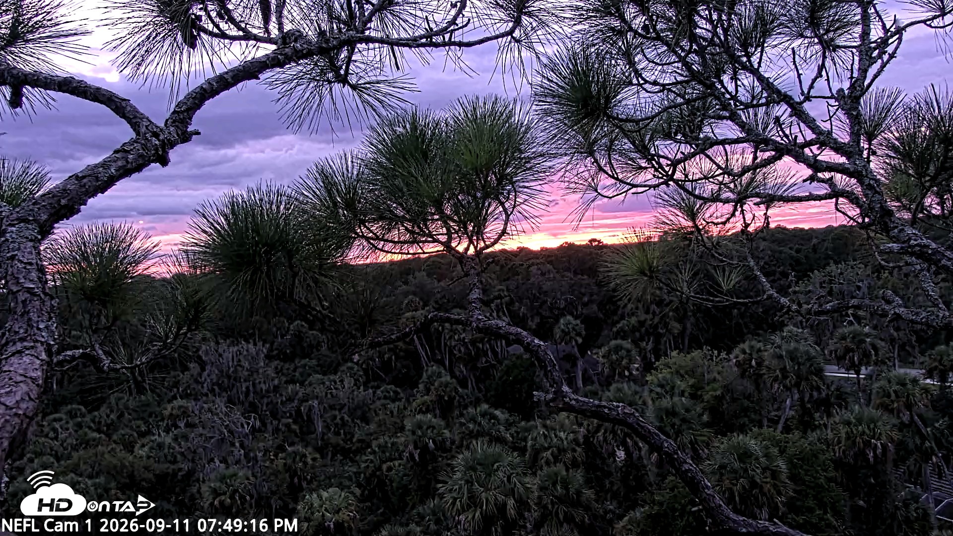 Snapshot of NE Florida Eagles Live Webcam taken Sep 11, 2026, 7:50pm EDT
