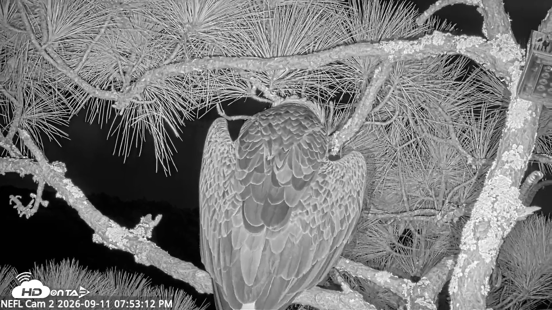 Snapshot of NE Florida Eagles Live Webcam taken Sep 11, 2026, 7:54pm EDT