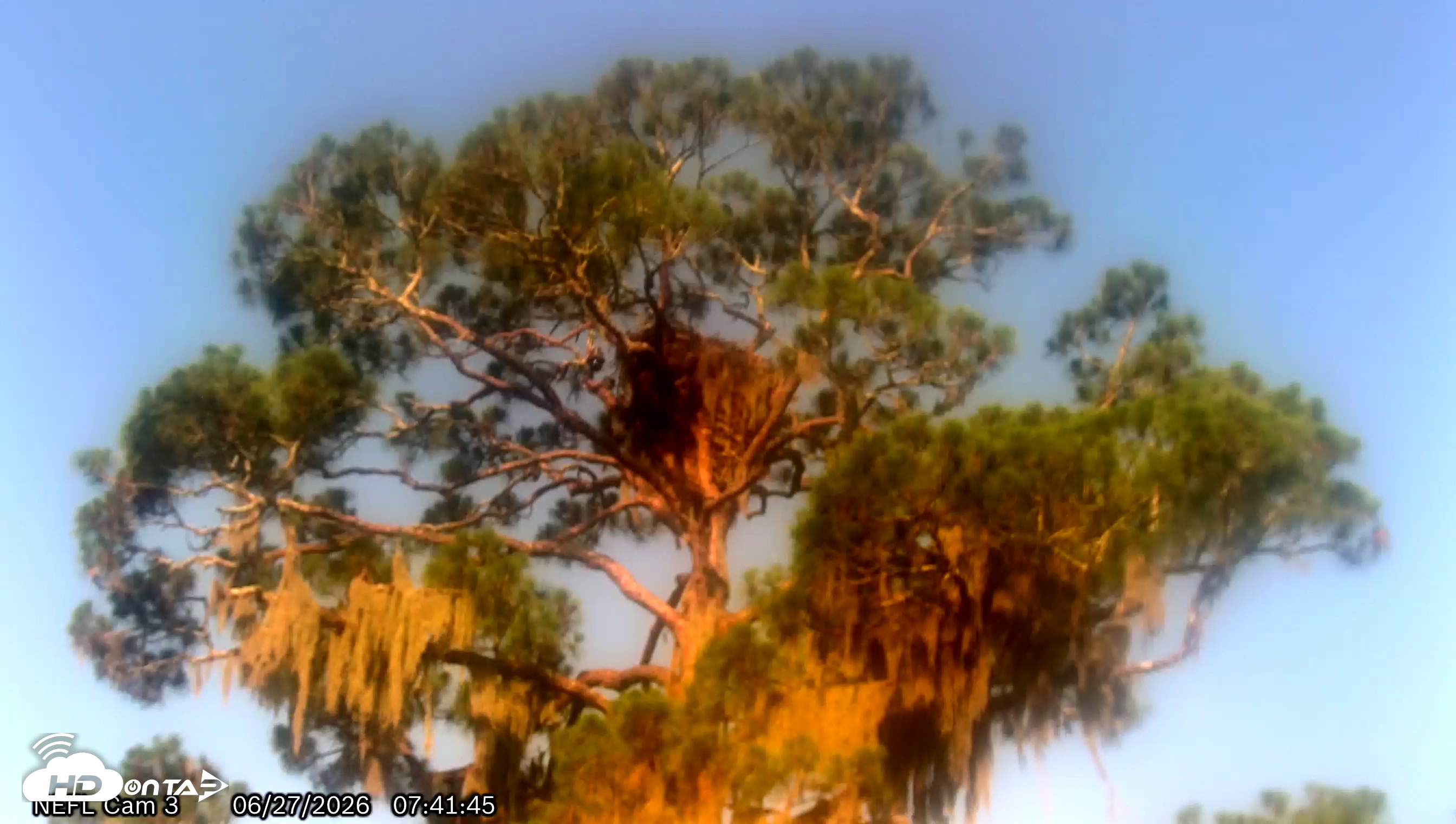 Snapshot of NE Florida Eagles Live Webcam taken Jun 27, 2026, 7:44am EDT