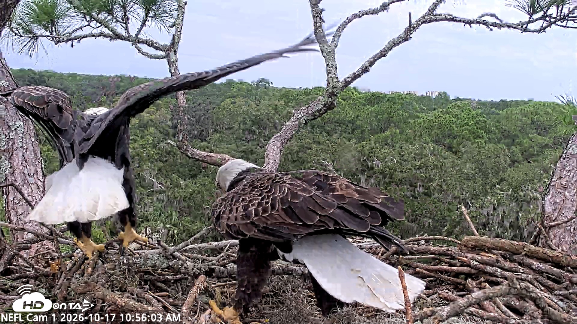 Snapshot of NE Florida Eagles Live Webcam taken Oct 17, 2026, 10:57am EDT