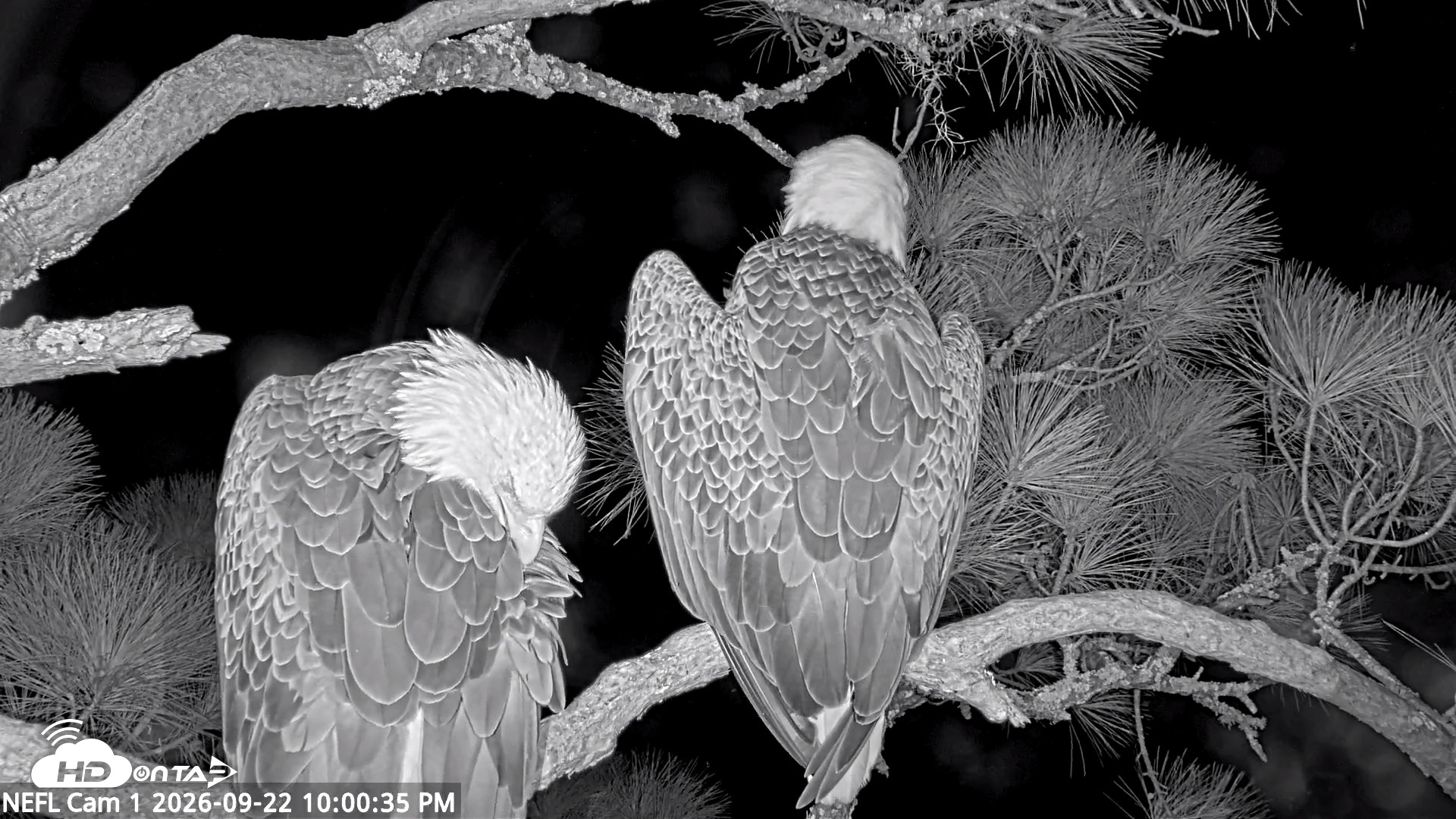 Snapshot of NE Florida Eagles Live Webcam taken Sep 22, 2026, 10:01pm EDT