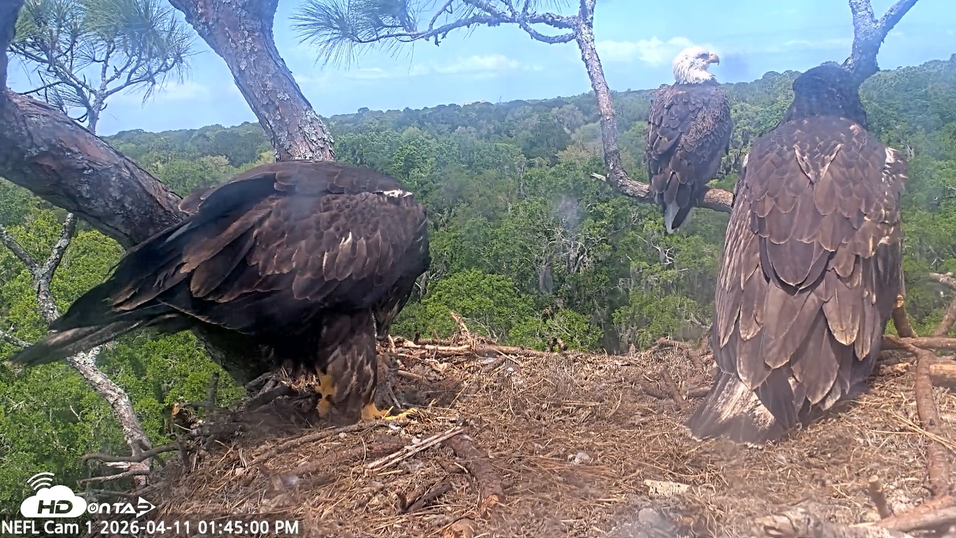 Snapshot of NE Florida Eagles Live Webcam taken Apr 11, 2026, 1:46pm EDT