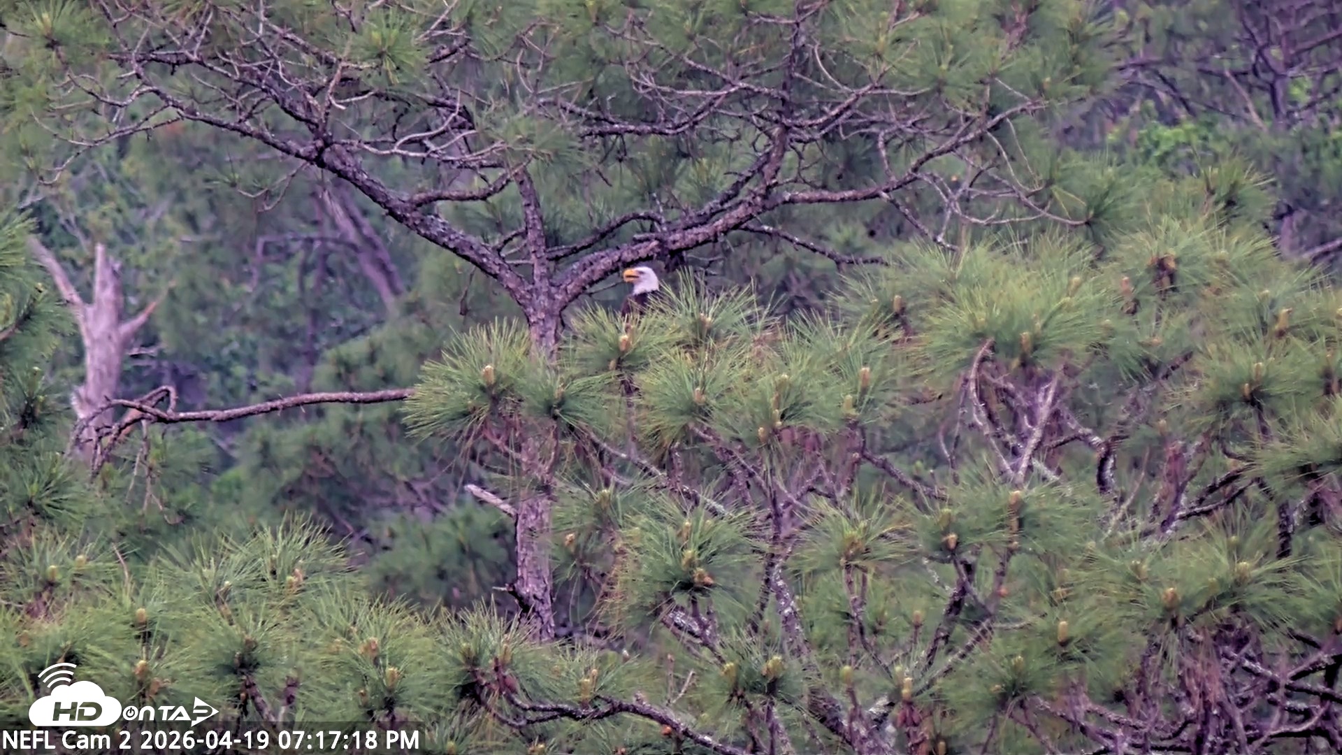 Snapshot of NE Florida Eagles Live Webcam taken Apr 19, 2026, 7:18pm EDT