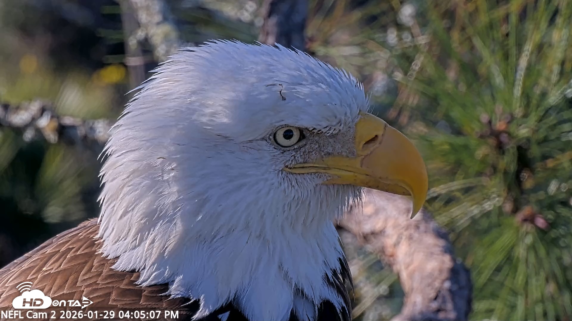 Snapshot of NE Florida Eagles Live Webcam taken Jan 29, 2026, 4:05pm EST
