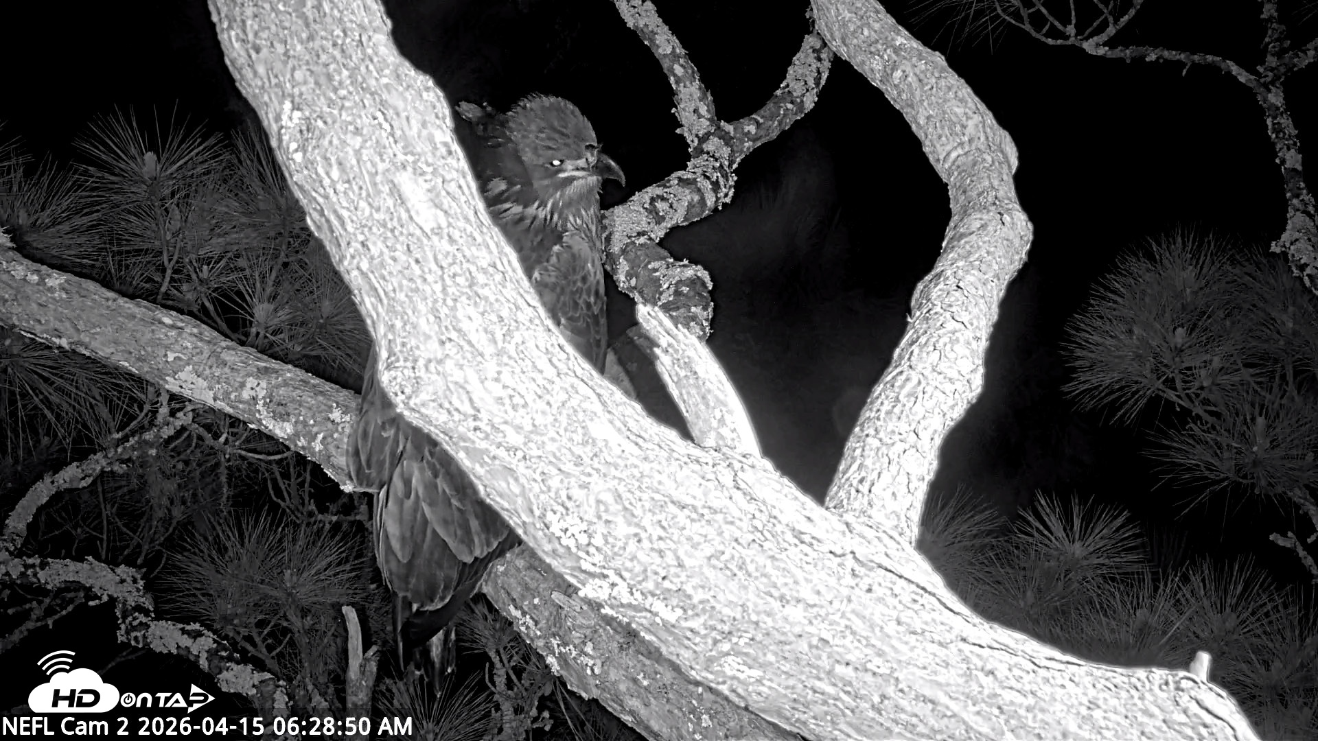 Snapshot of NE Florida Eagles Live Webcam taken Apr 15, 2026, 6:29am EDT