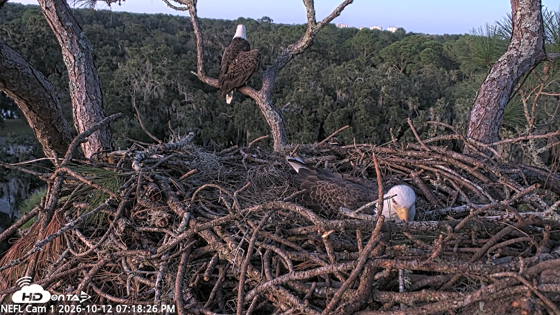 Snapshot of NE Florida Eagles Live Webcam taken Oct 12, 2026, 7:19pm EDT