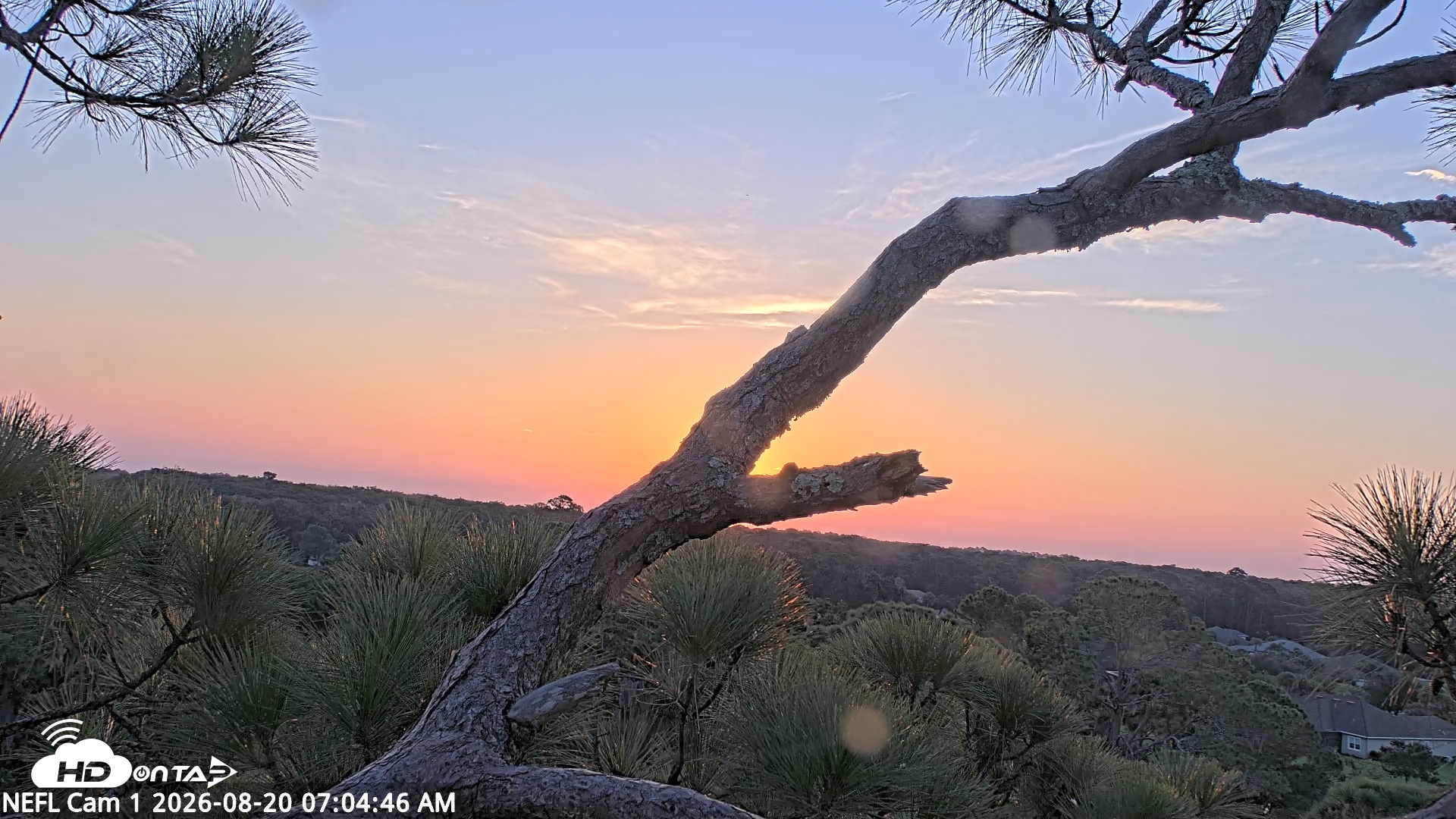 Snapshot of NE Florida Eagles Live Webcam taken Aug 20, 2026, 7:06am EDT