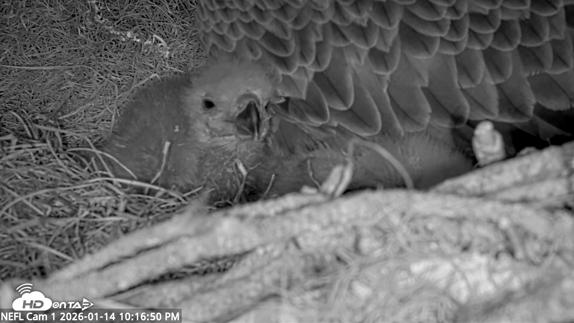 Snapshot of NE Florida Eagles Live Webcam taken Jan 14, 2026, 10:17pm EST
