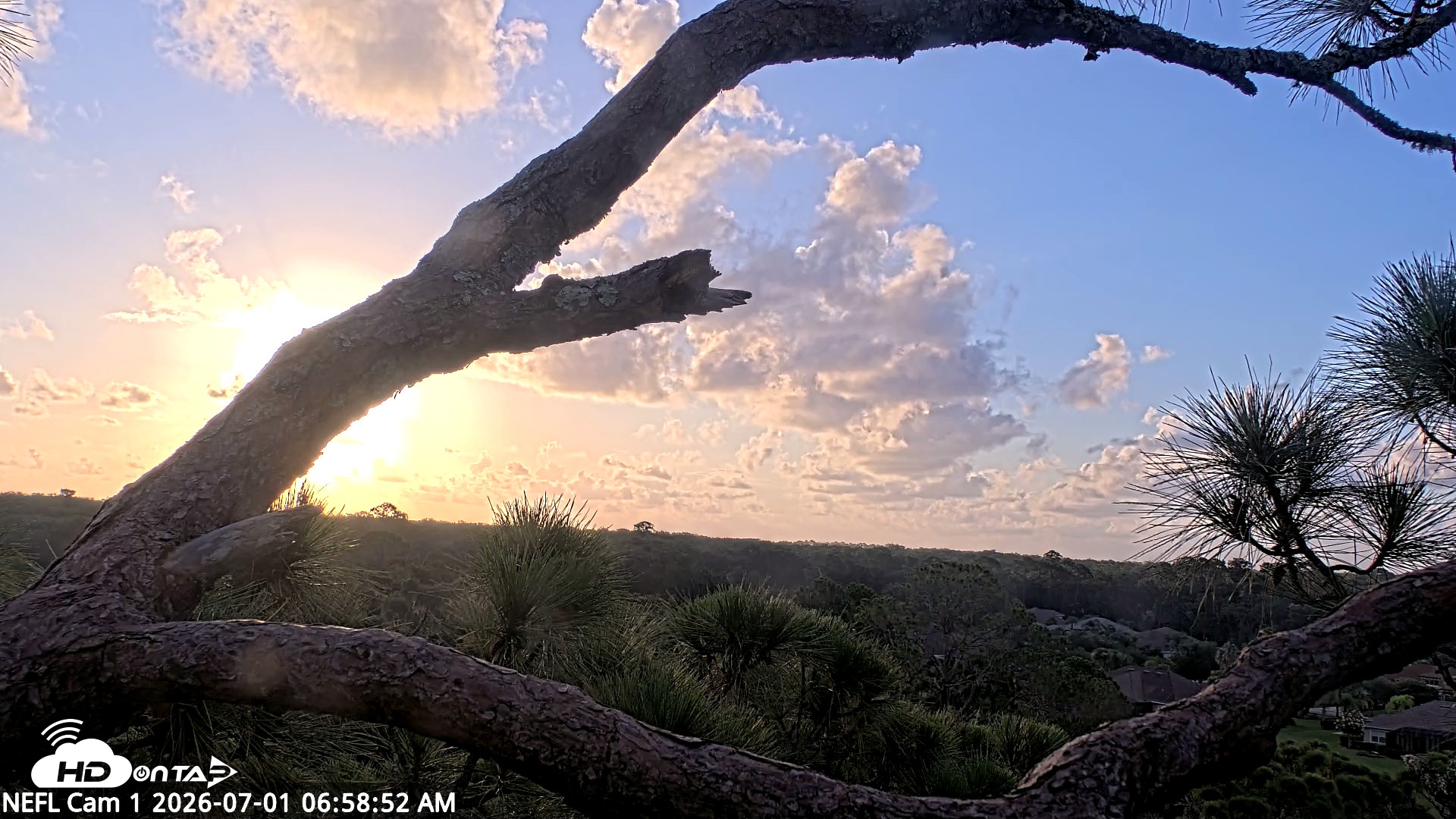Snapshot of NE Florida Eagles Live Webcam taken Jul 1, 2026, 6:59am EDT