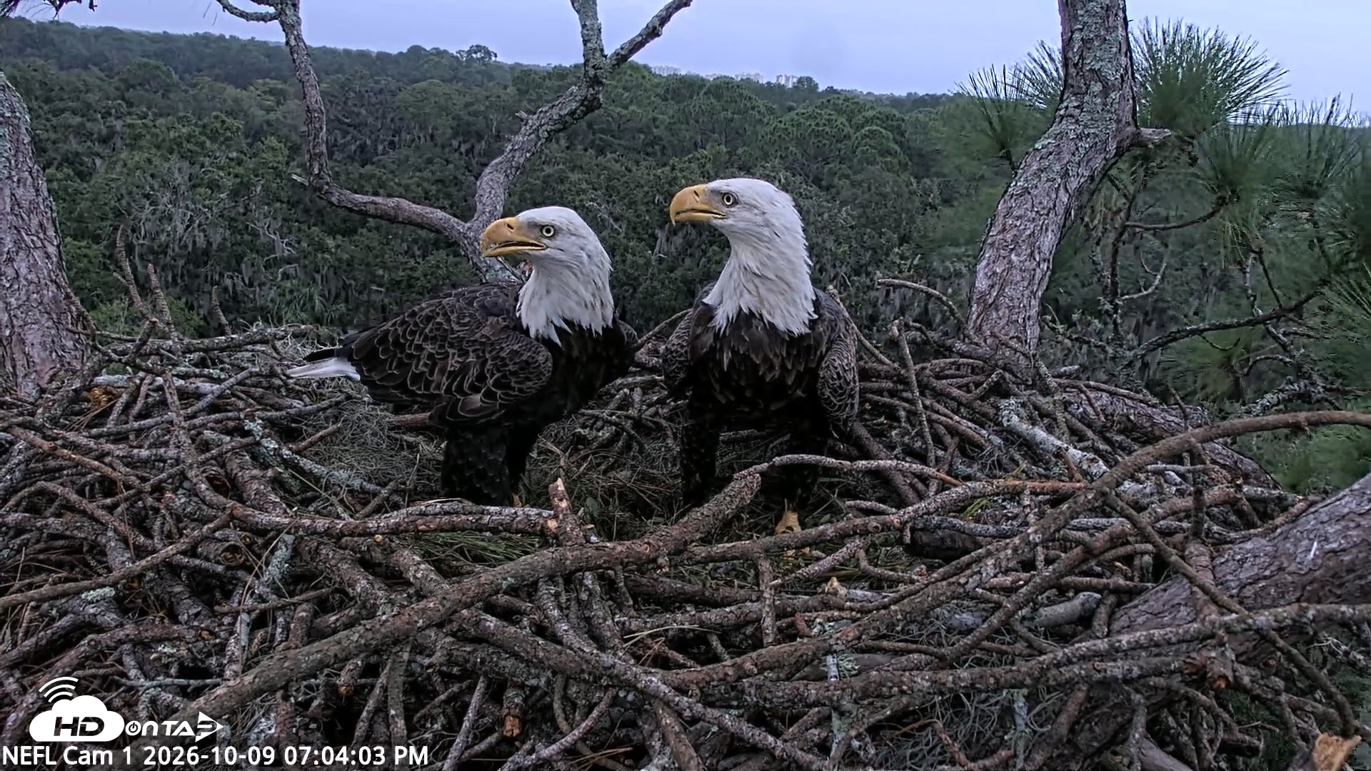 Snapshot of NE Florida Eagles Live Webcam taken Oct 9, 2026, 7:04pm EDT