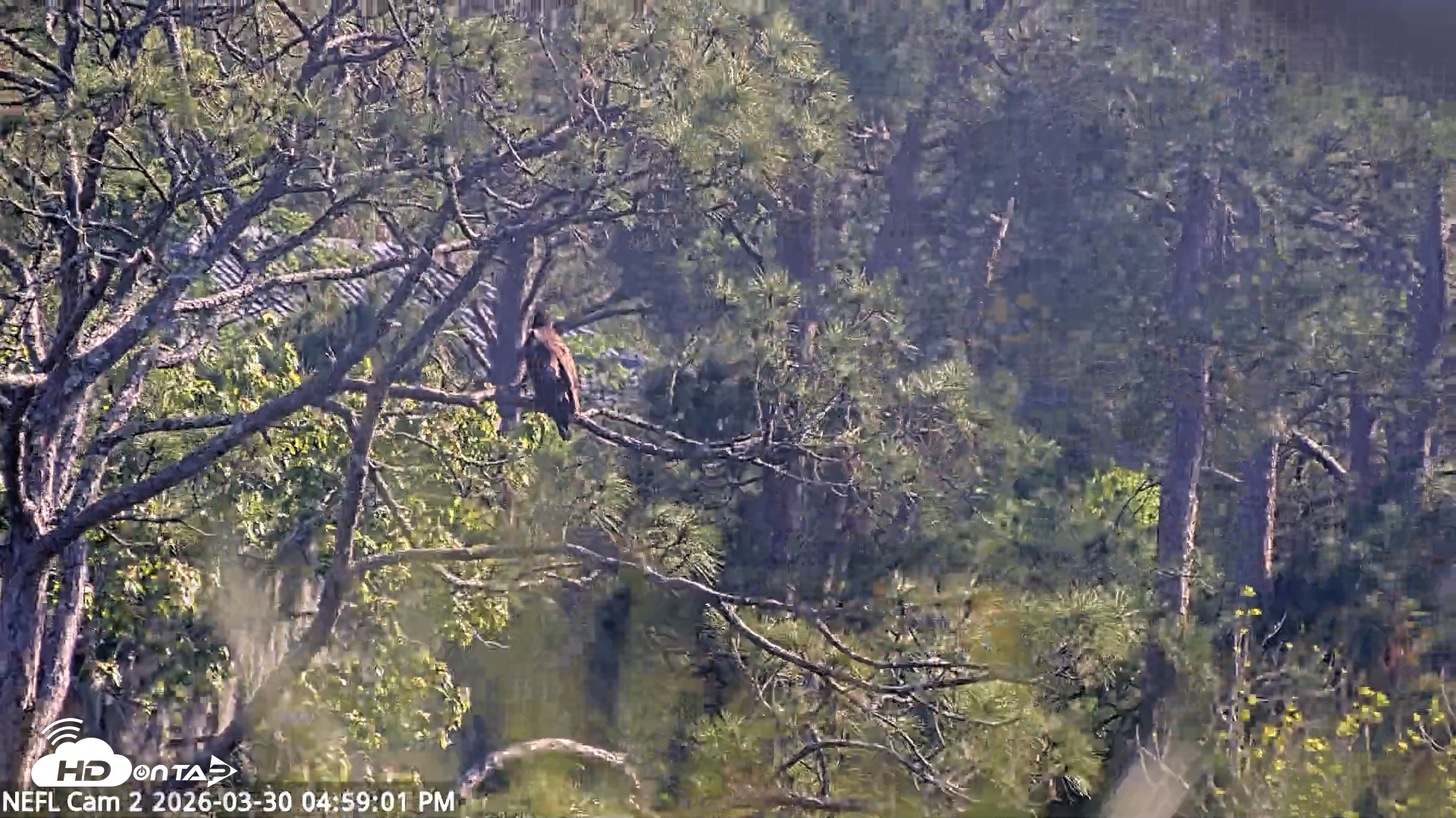 Snapshot of NE Florida Eagles Live Webcam taken Mar 30, 2026, 4:59pm EDT