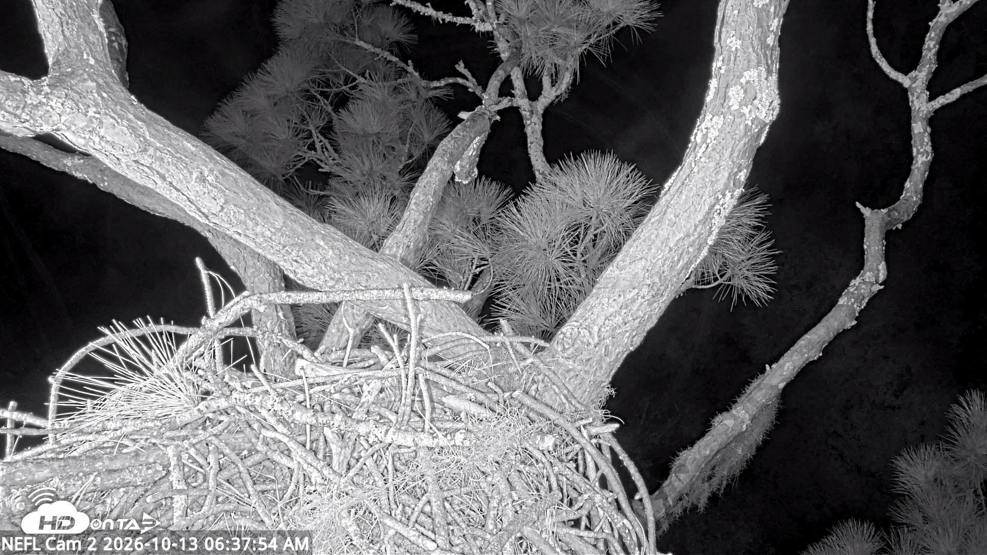 Snapshot of NE Florida Eagles Live Webcam taken Oct 13, 2026, 6:38am EDT