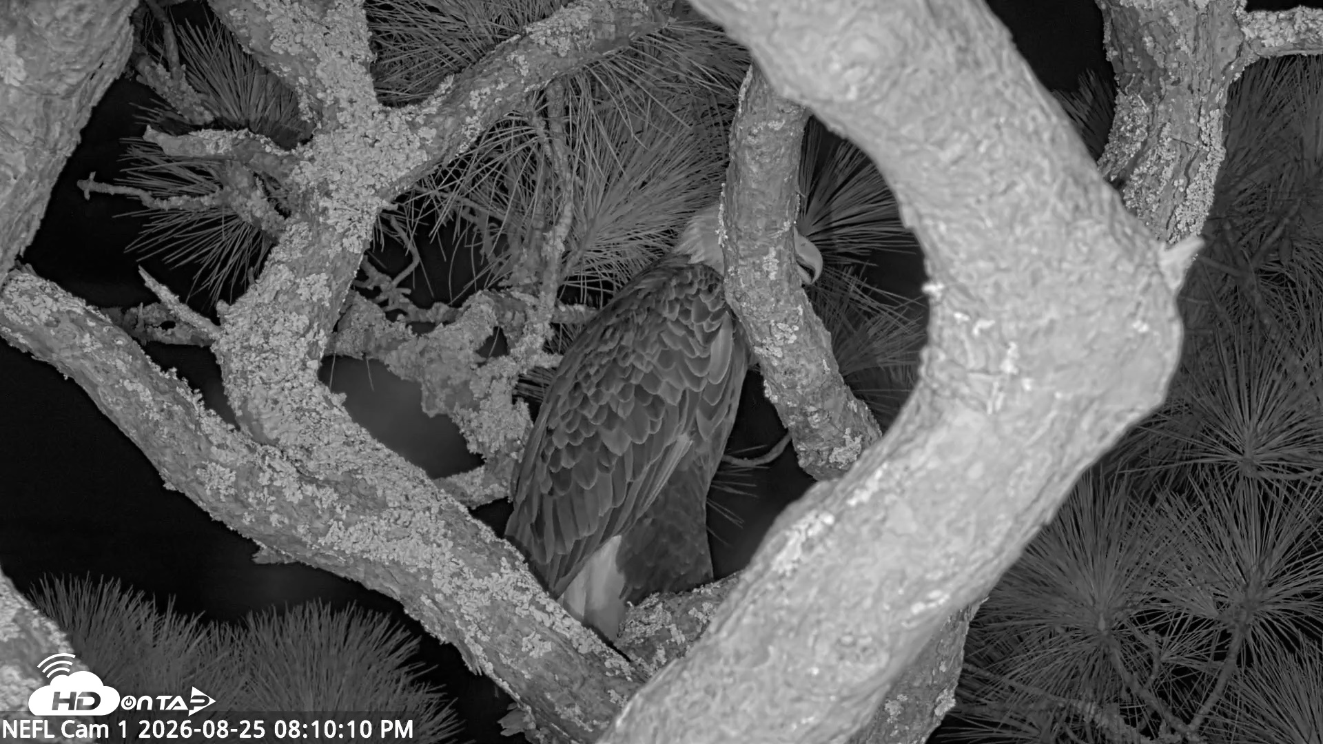 Snapshot of NE Florida Eagles Live Webcam taken Aug 25, 2026, 8:11pm EDT