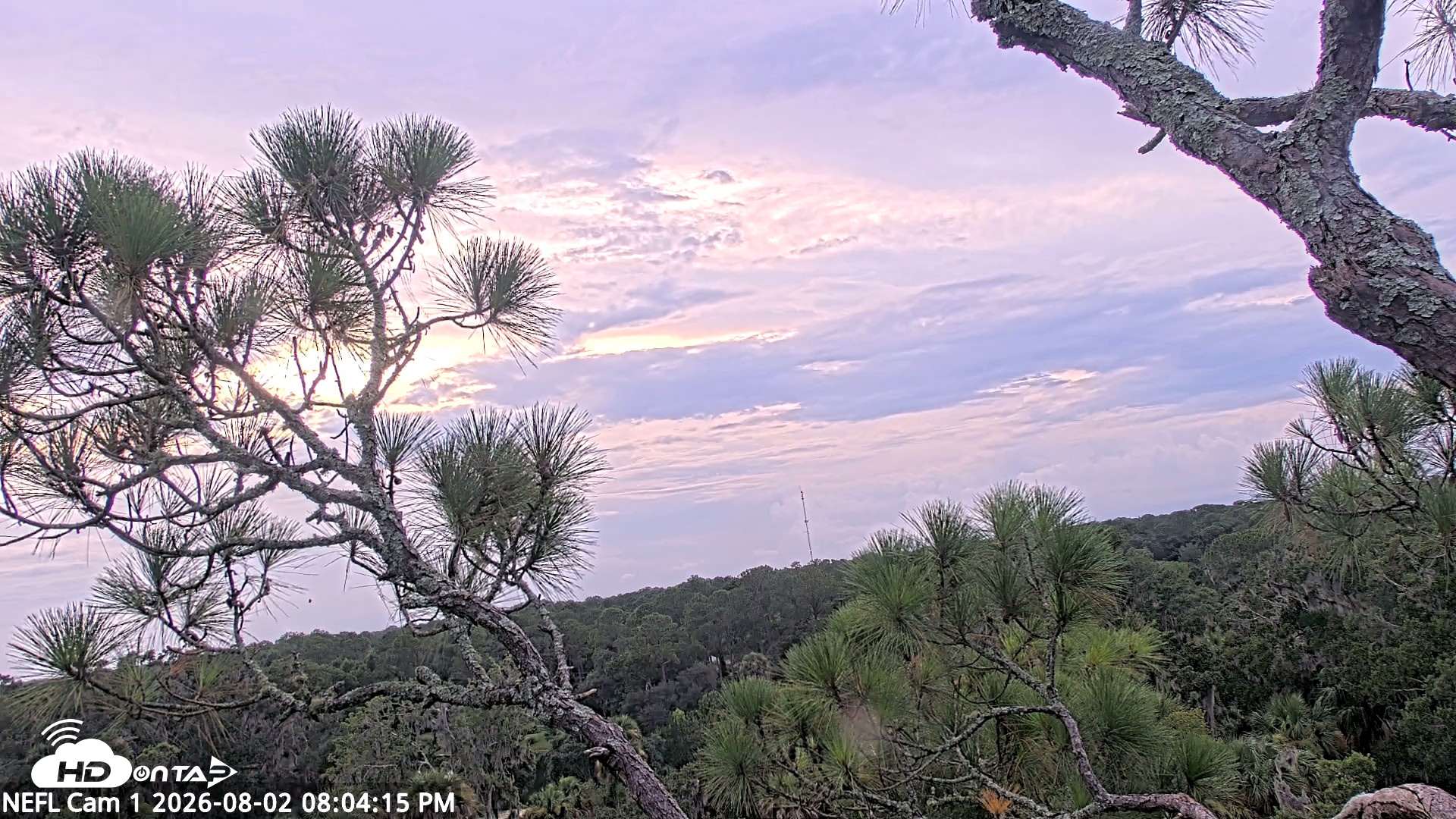 Snapshot of NE Florida Eagles Live Webcam taken Aug 2, 2026, 8:05pm EDT