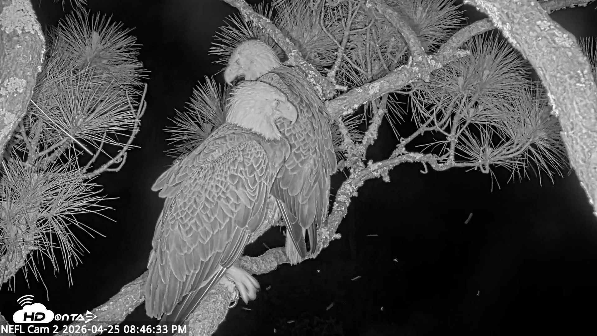Snapshot of NE Florida Eagles Live Webcam taken Apr 25, 2026, 8:47pm EDT
