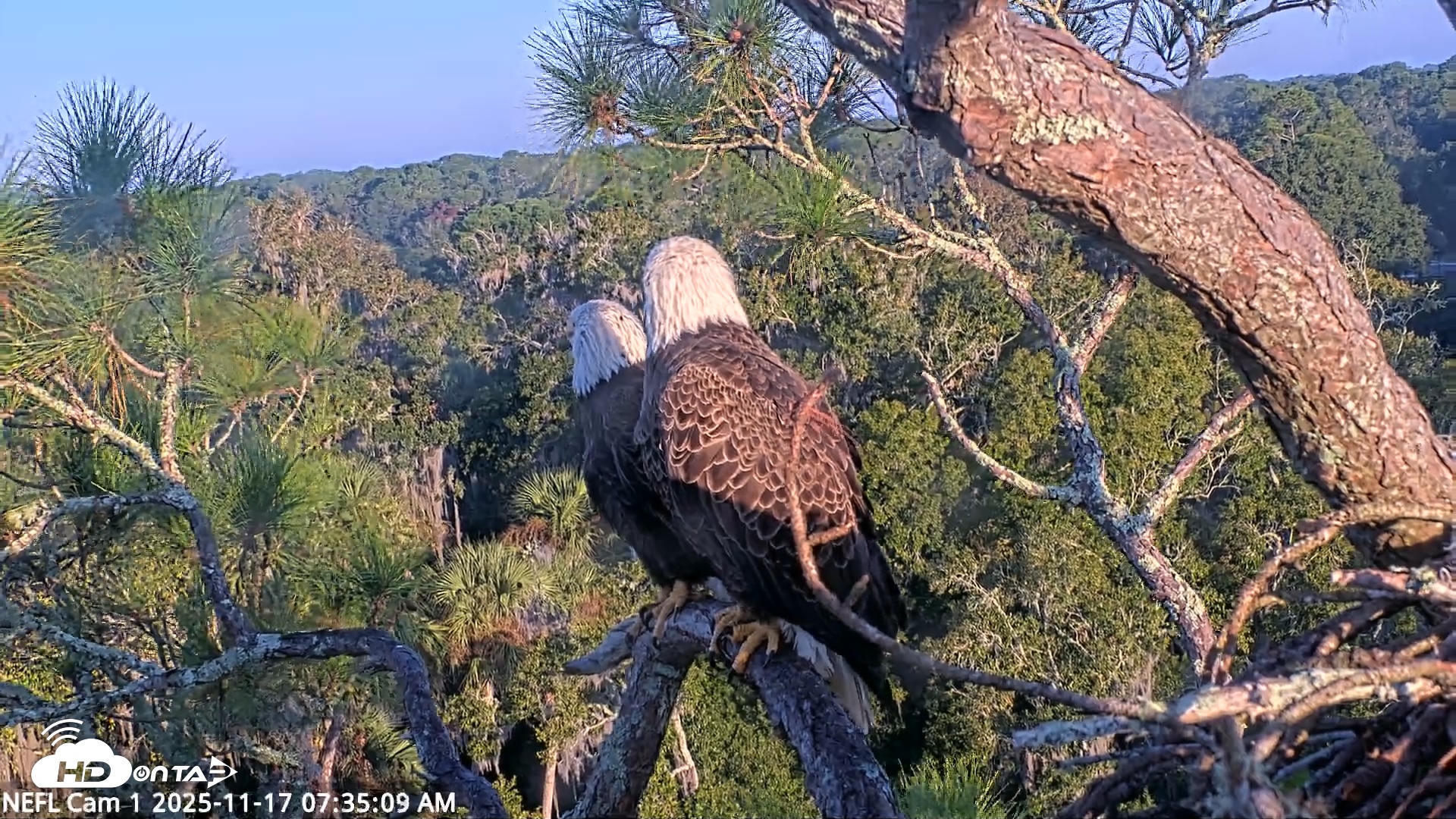Snapshot of NE Florida Eagles Live Webcam taken Nov 17, 2025, 7:36am EST