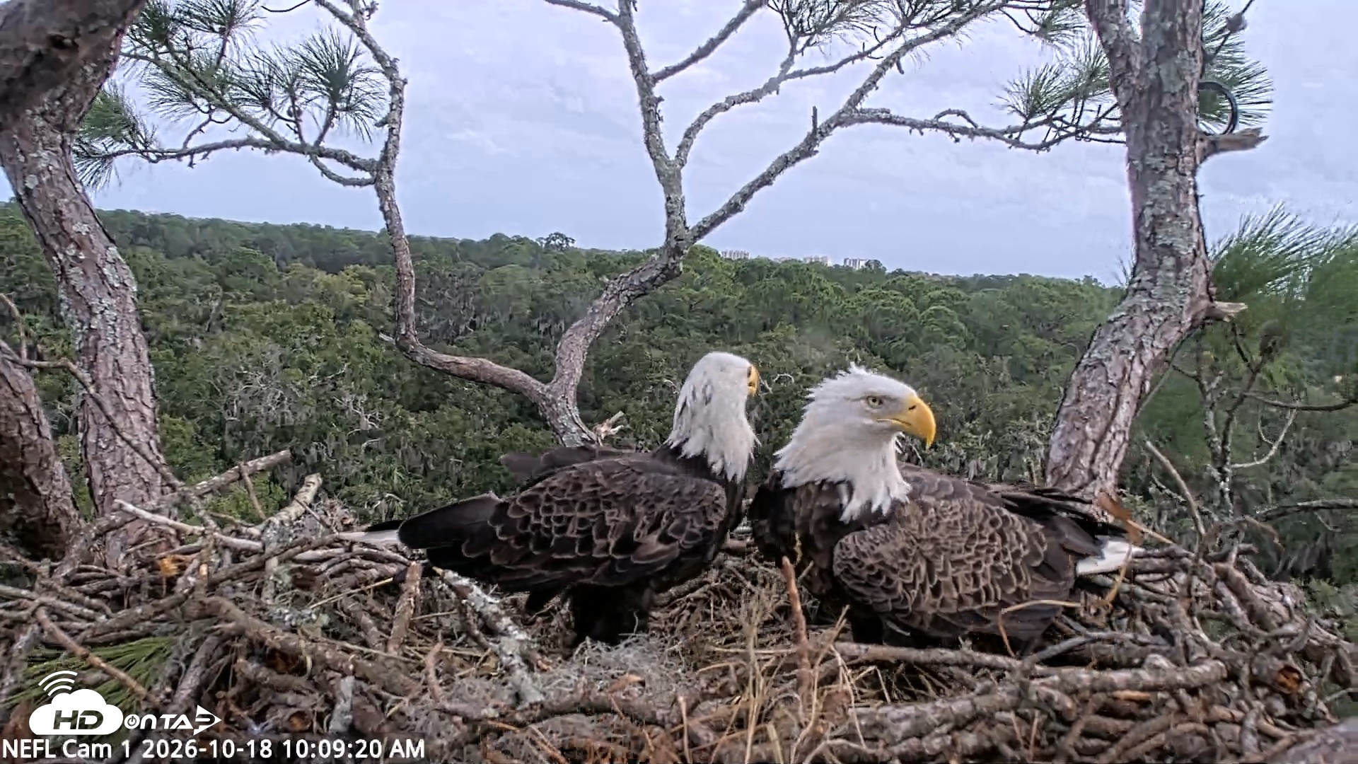 Snapshot of NE Florida Eagles Live Webcam taken Oct 18, 2026, 10:10am EDT