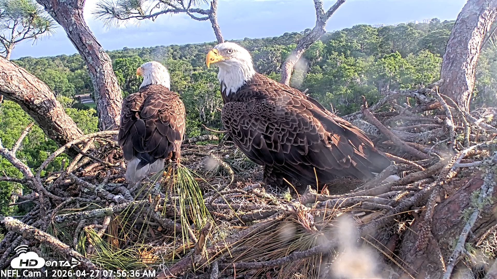Snapshot of NE Florida Eagles Live Webcam taken Apr 27, 2026, 7:58am EDT