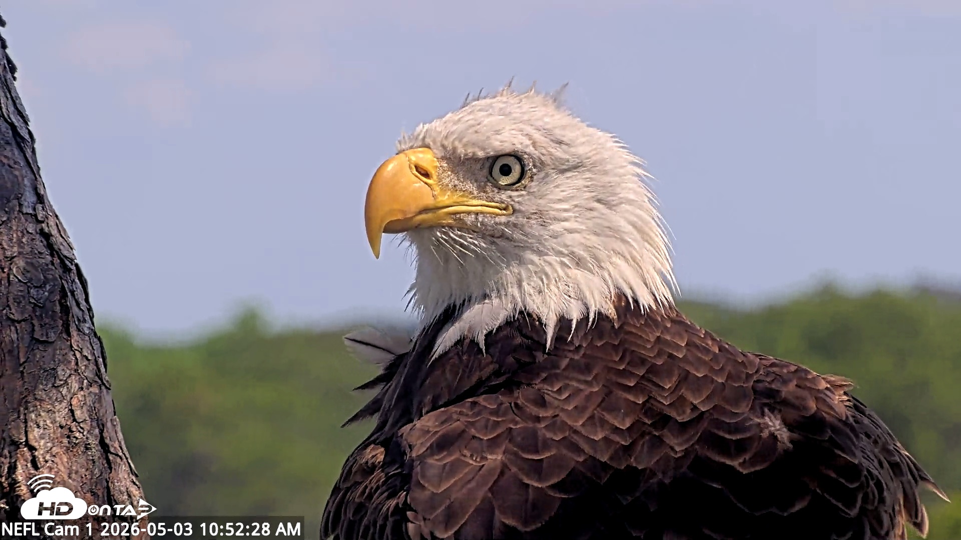 Snapshot of NE Florida Eagles Live Webcam taken May 3, 2026, 10:54am EDT