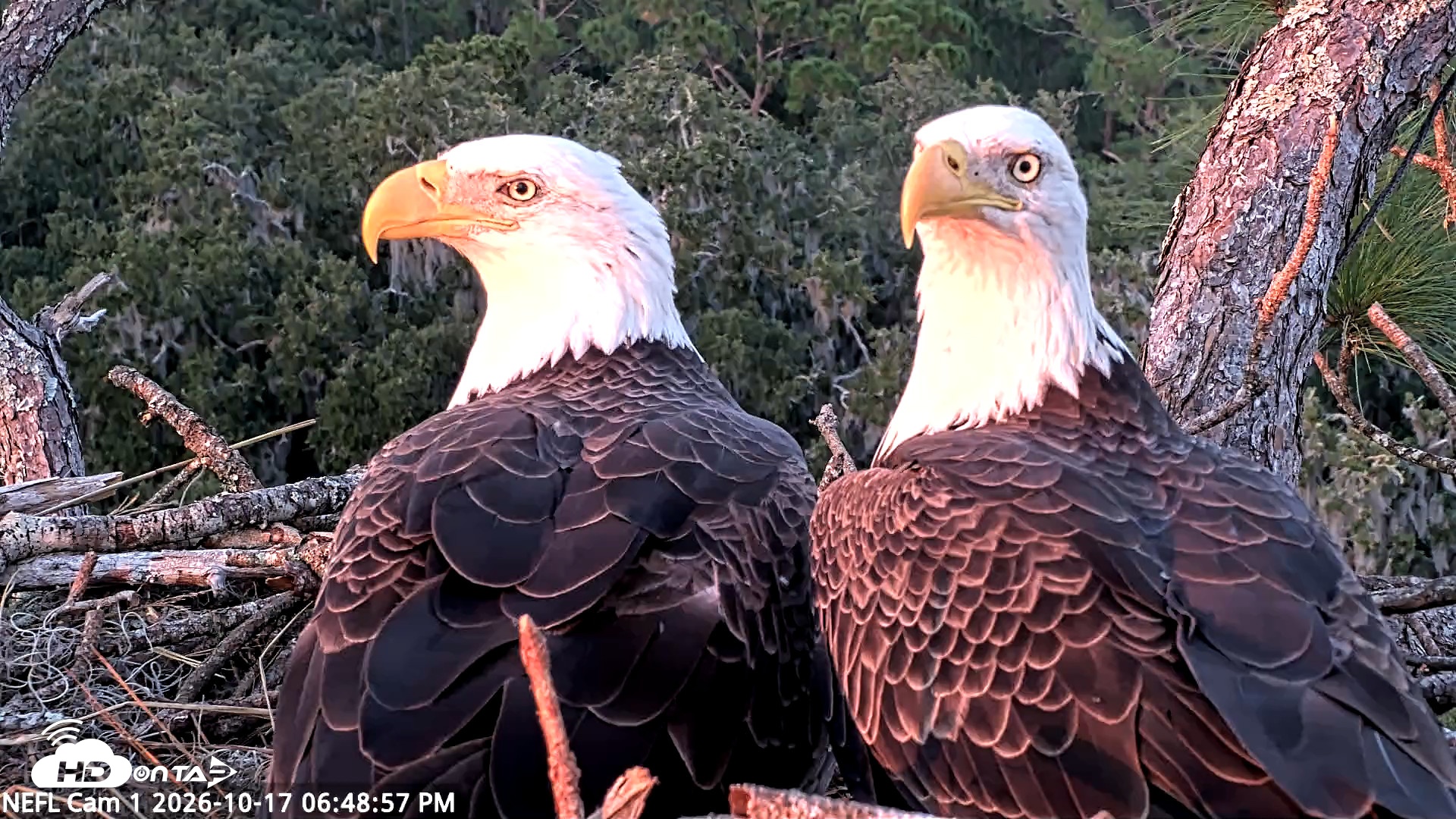 Snapshot of NE Florida Eagles Live Webcam taken Oct 17, 2026, 6:49pm EDT
