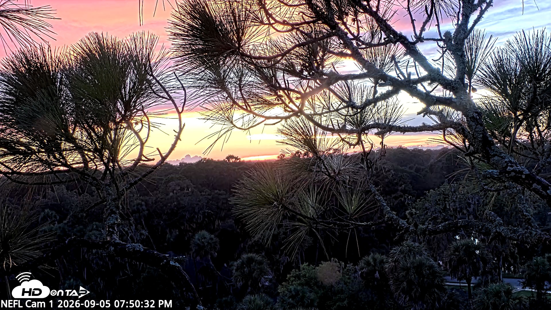 Snapshot of NE Florida Eagles Live Webcam taken Sep 5, 2026, 7:51pm EDT