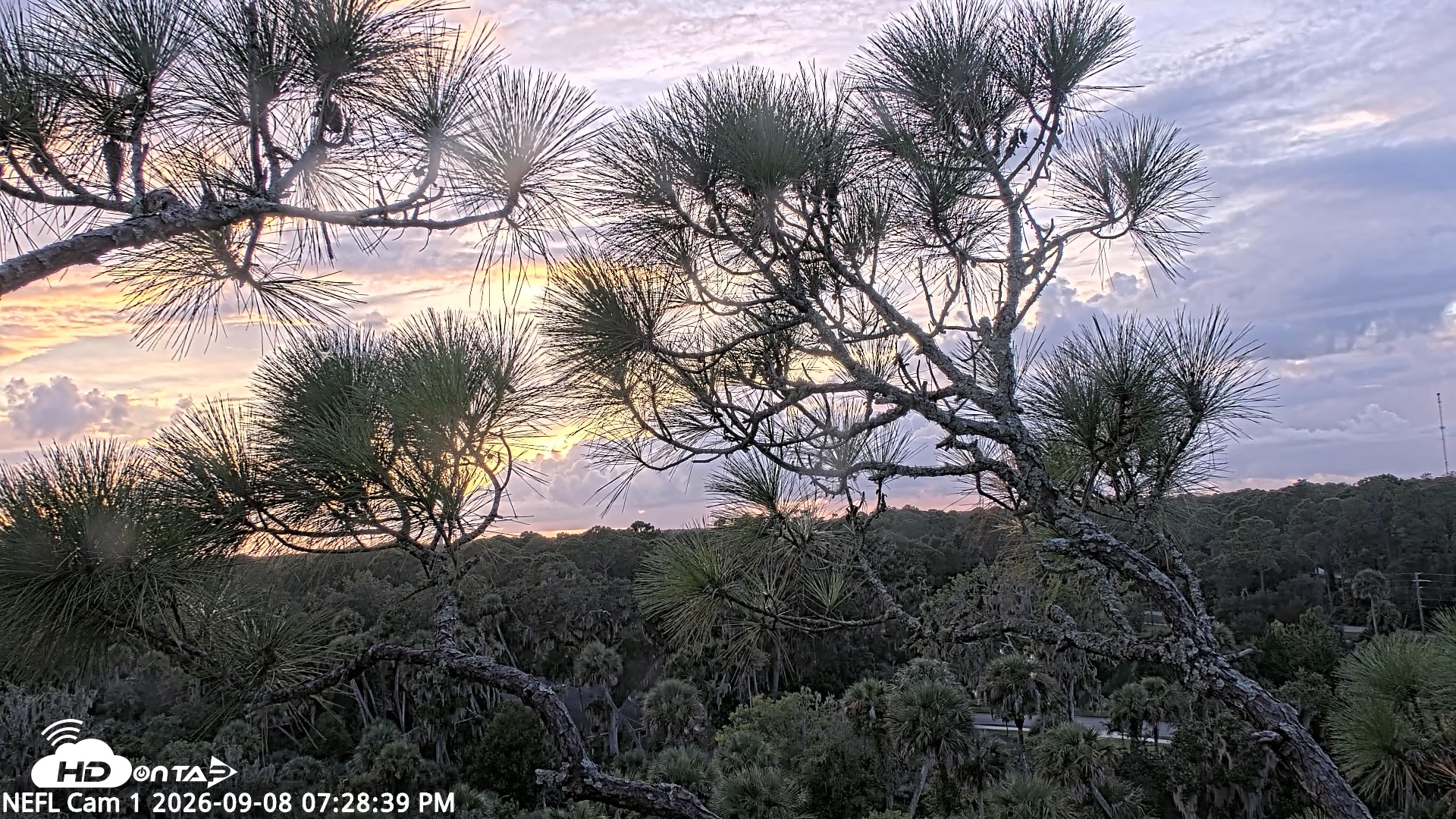 Snapshot of NE Florida Eagles Live Webcam taken Sep 8, 2026, 7:29pm EDT