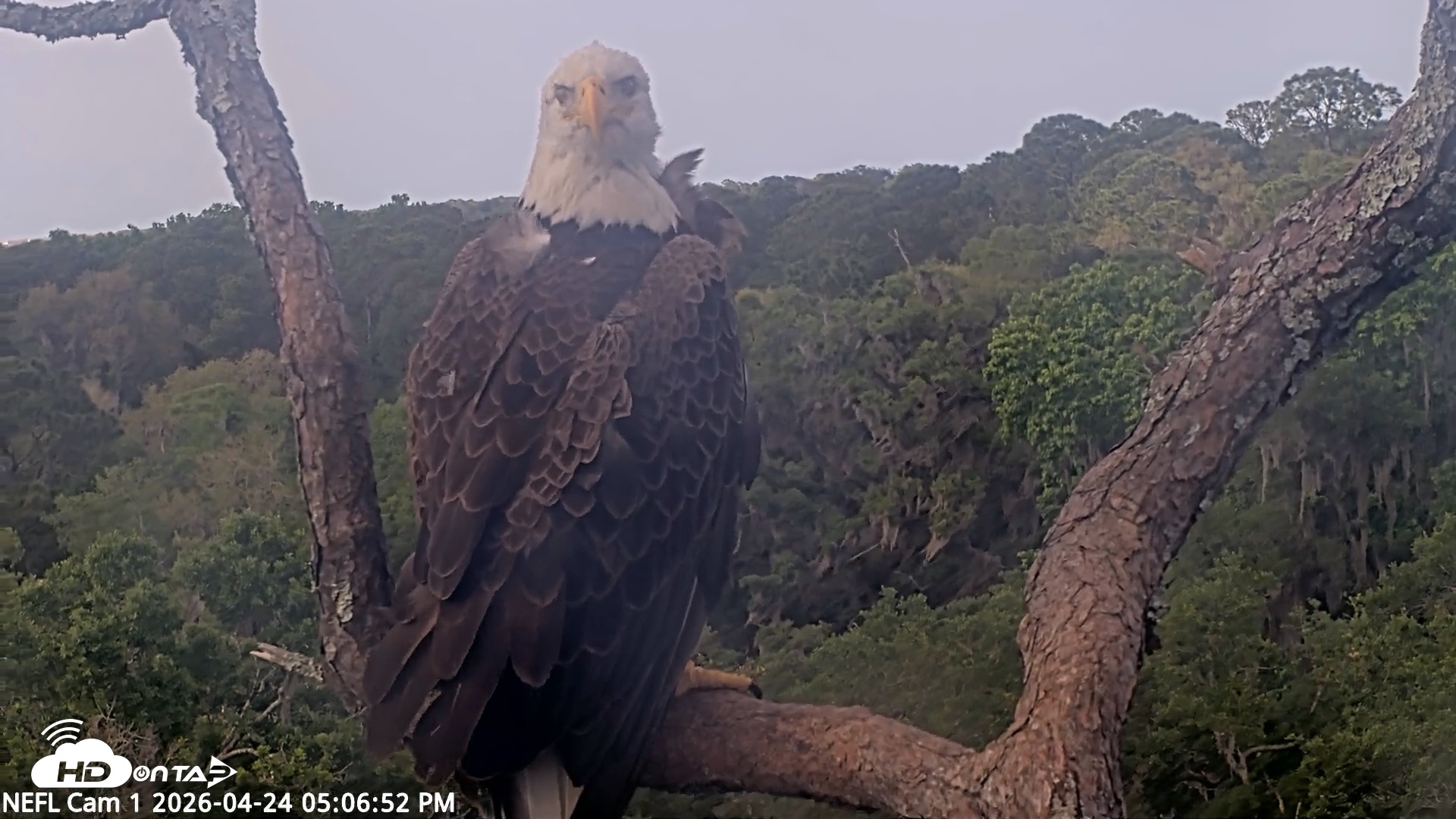 Snapshot of NE Florida Eagles Live Webcam taken Apr 24, 2026, 5:07pm EDT