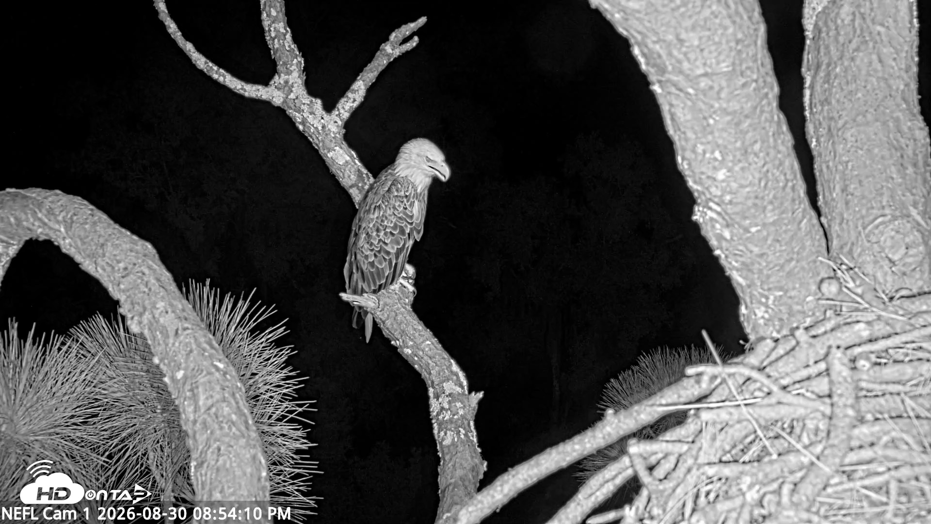 Snapshot of NE Florida Eagles Live Webcam taken Aug 30, 2026, 8:55pm EDT