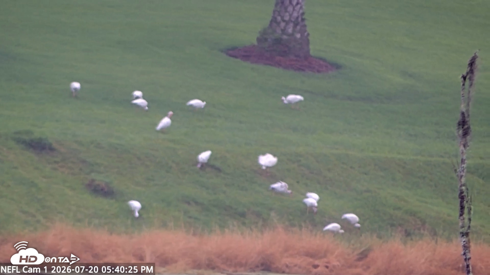 Snapshot of NE Florida Eagles Live Webcam taken Jul 20, 2026, 5:41pm EDT