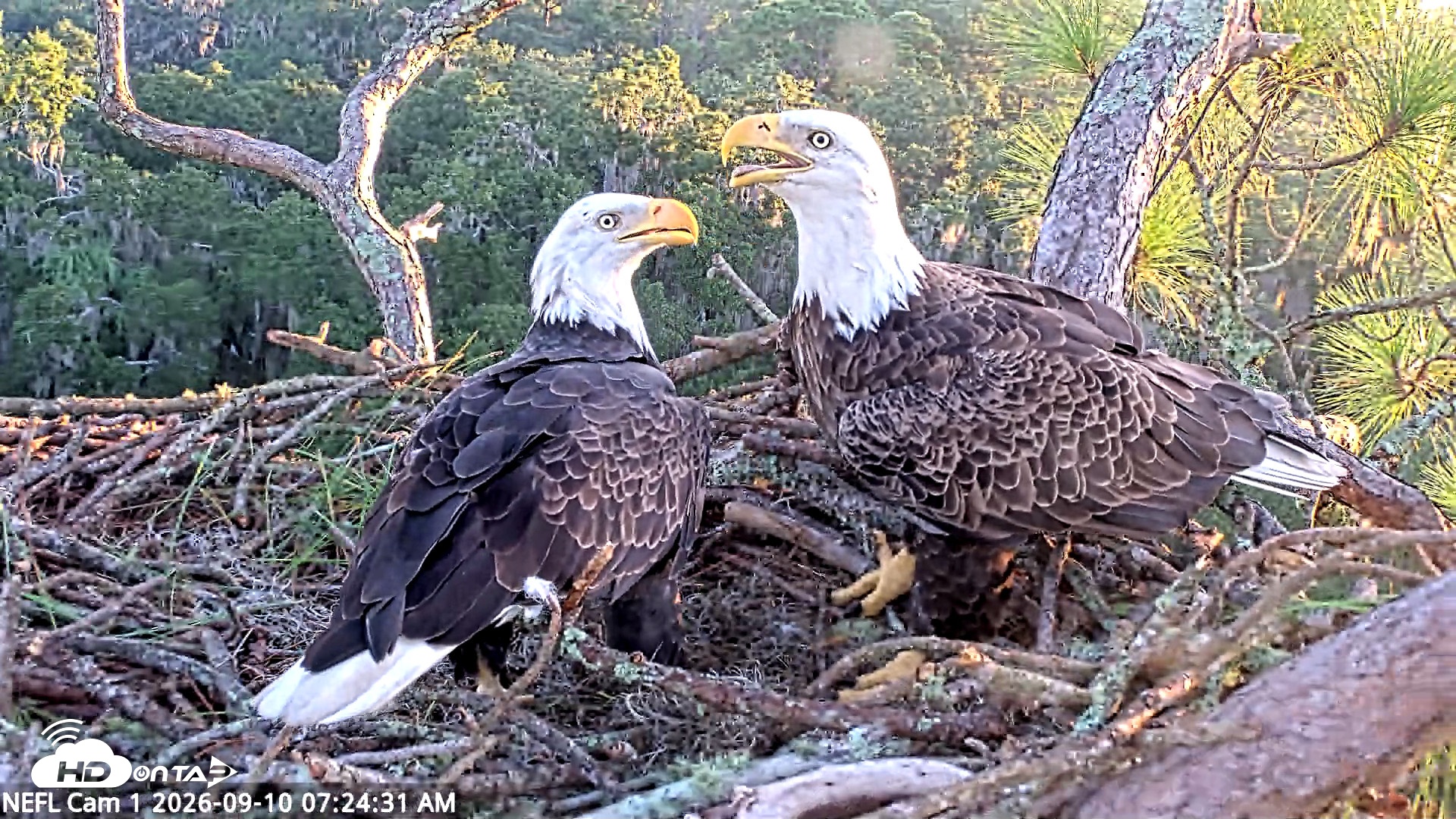 Snapshot of NE Florida Eagles Live Webcam taken Sep 10, 2026, 7:25am EDT