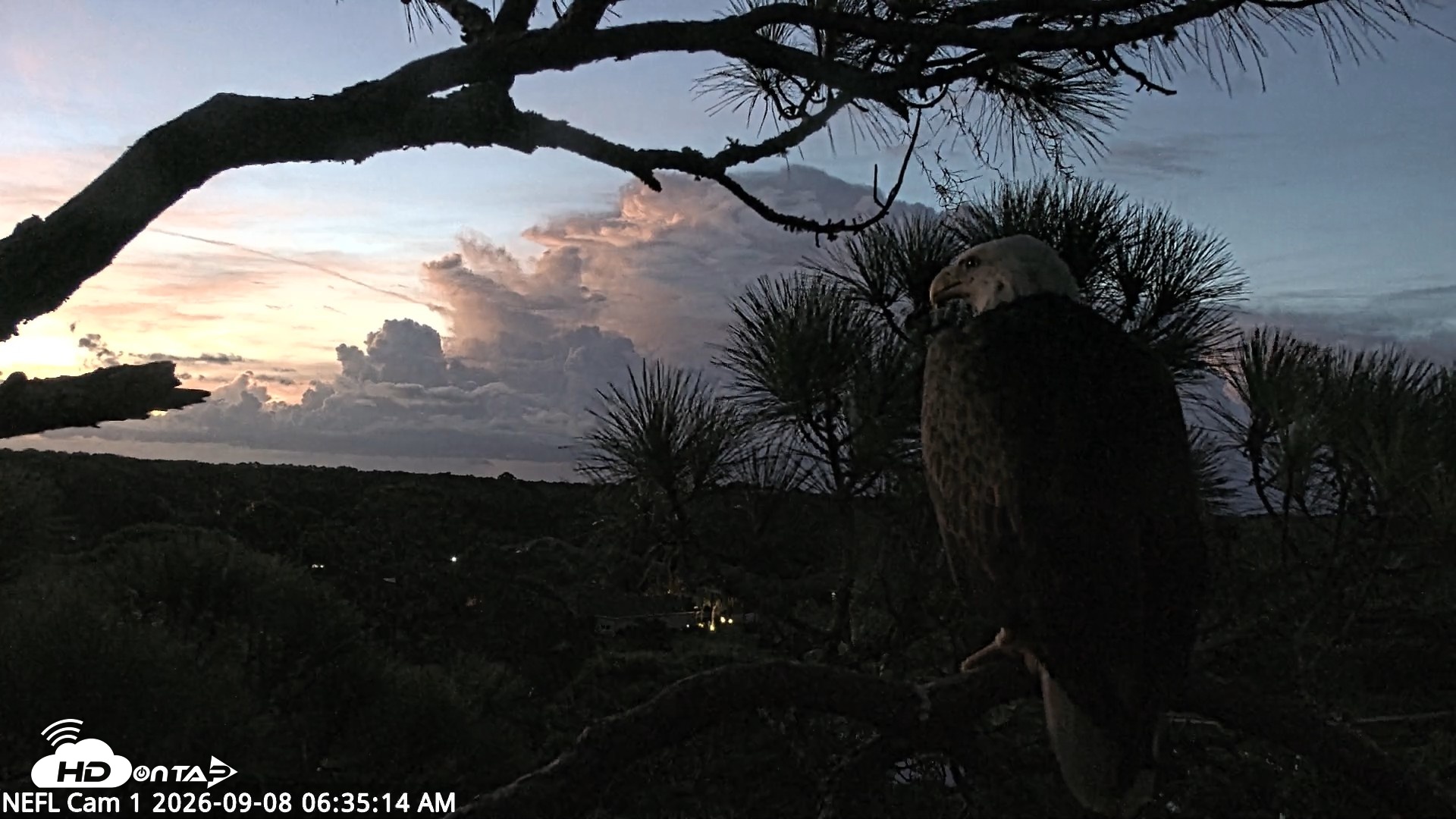 Snapshot of NE Florida Eagles Live Webcam taken Sep 8, 2026, 6:36am EDT