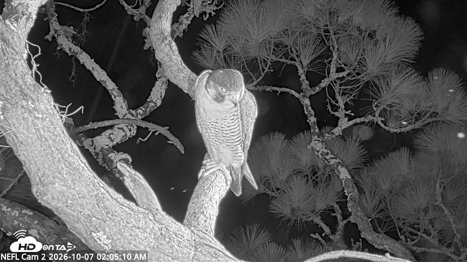 Snapshot of NE Florida Eagles Live Webcam taken Oct 7, 2026, 2:06am EDT