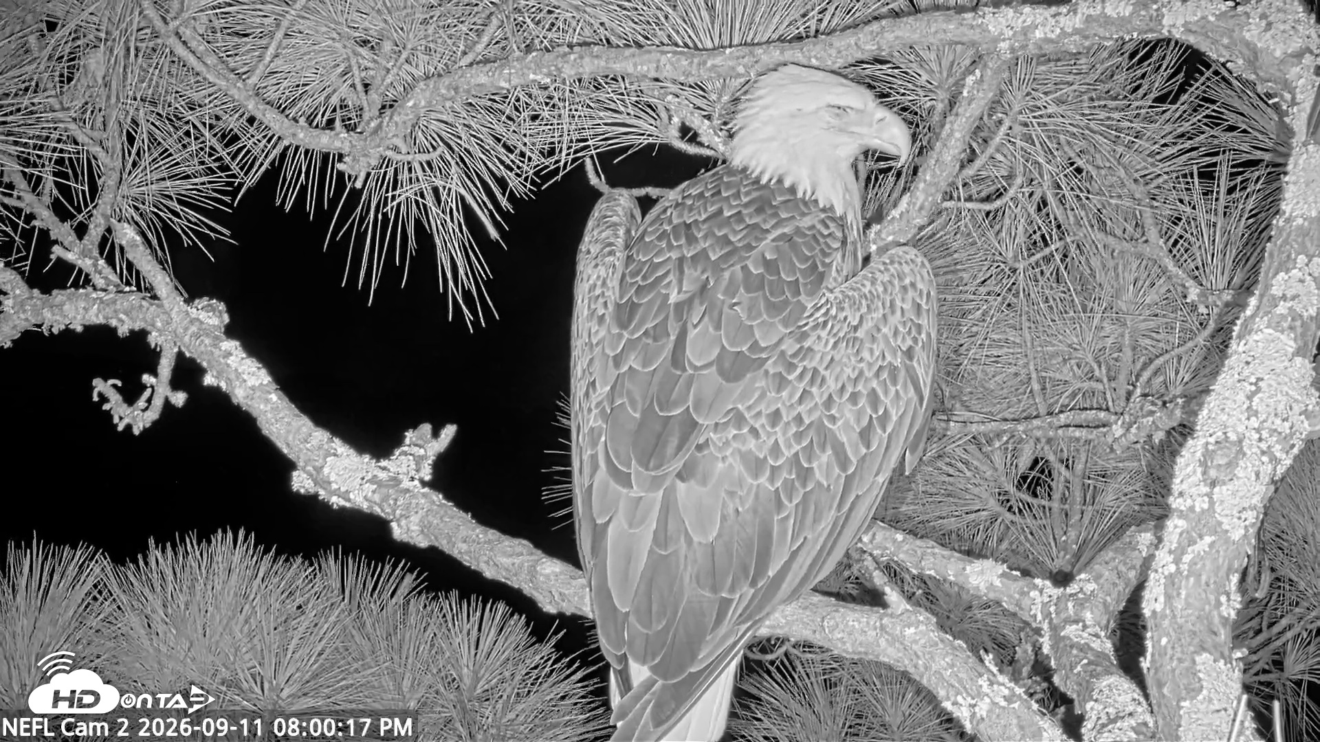 Snapshot of NE Florida Eagles Live Webcam taken Sep 11, 2026, 8:01pm EDT