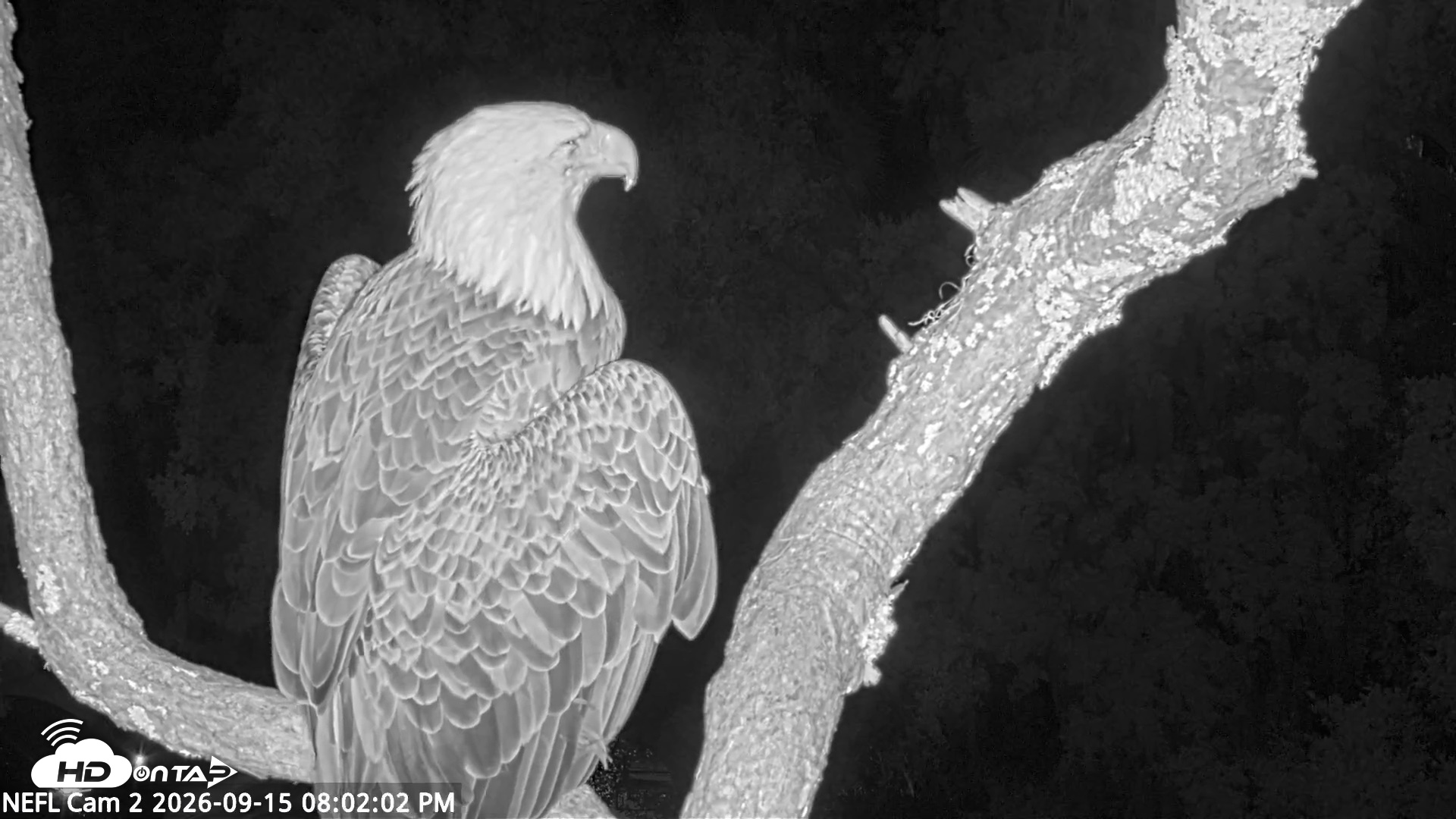 Snapshot of NE Florida Eagles Live Webcam taken Sep 15, 2026, 8:03pm EDT