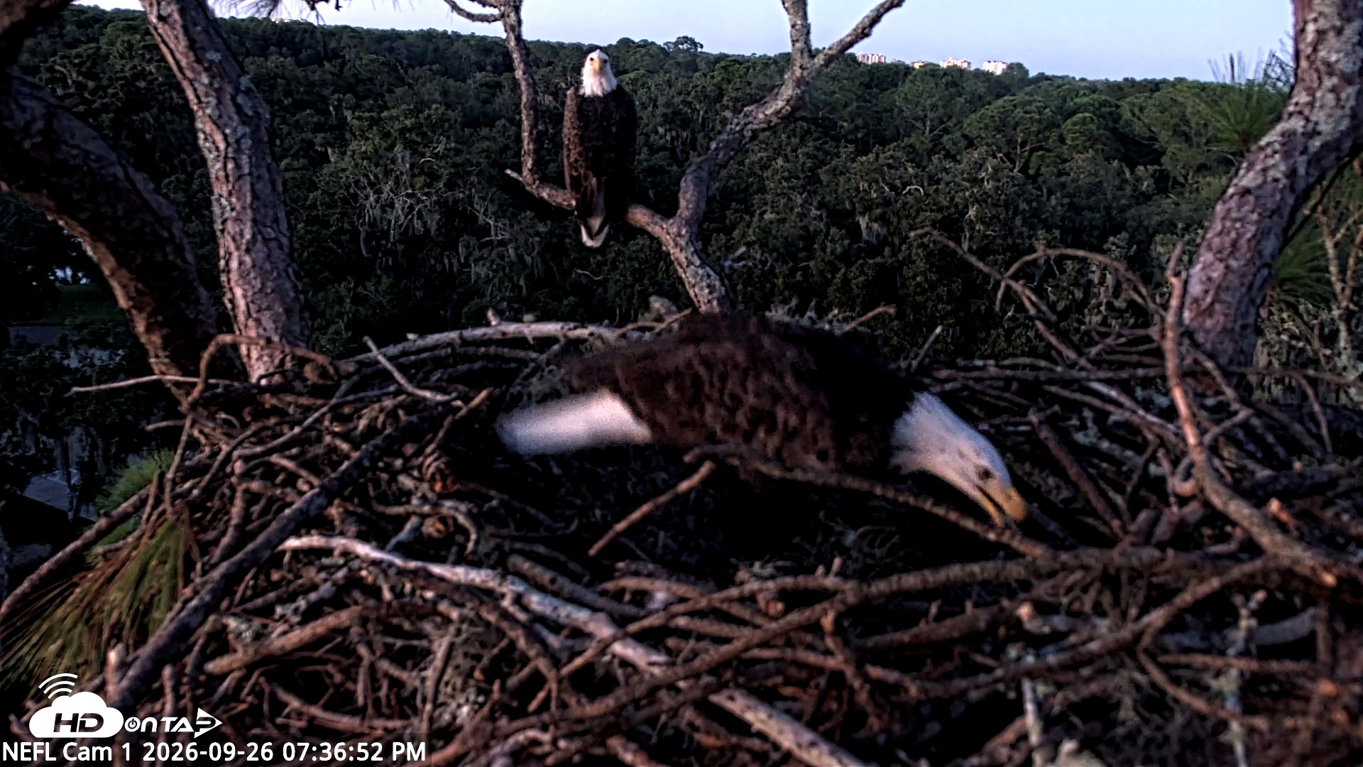 Snapshot of NE Florida Eagles Live Webcam taken Sep 26, 2026, 7:38pm EDT
