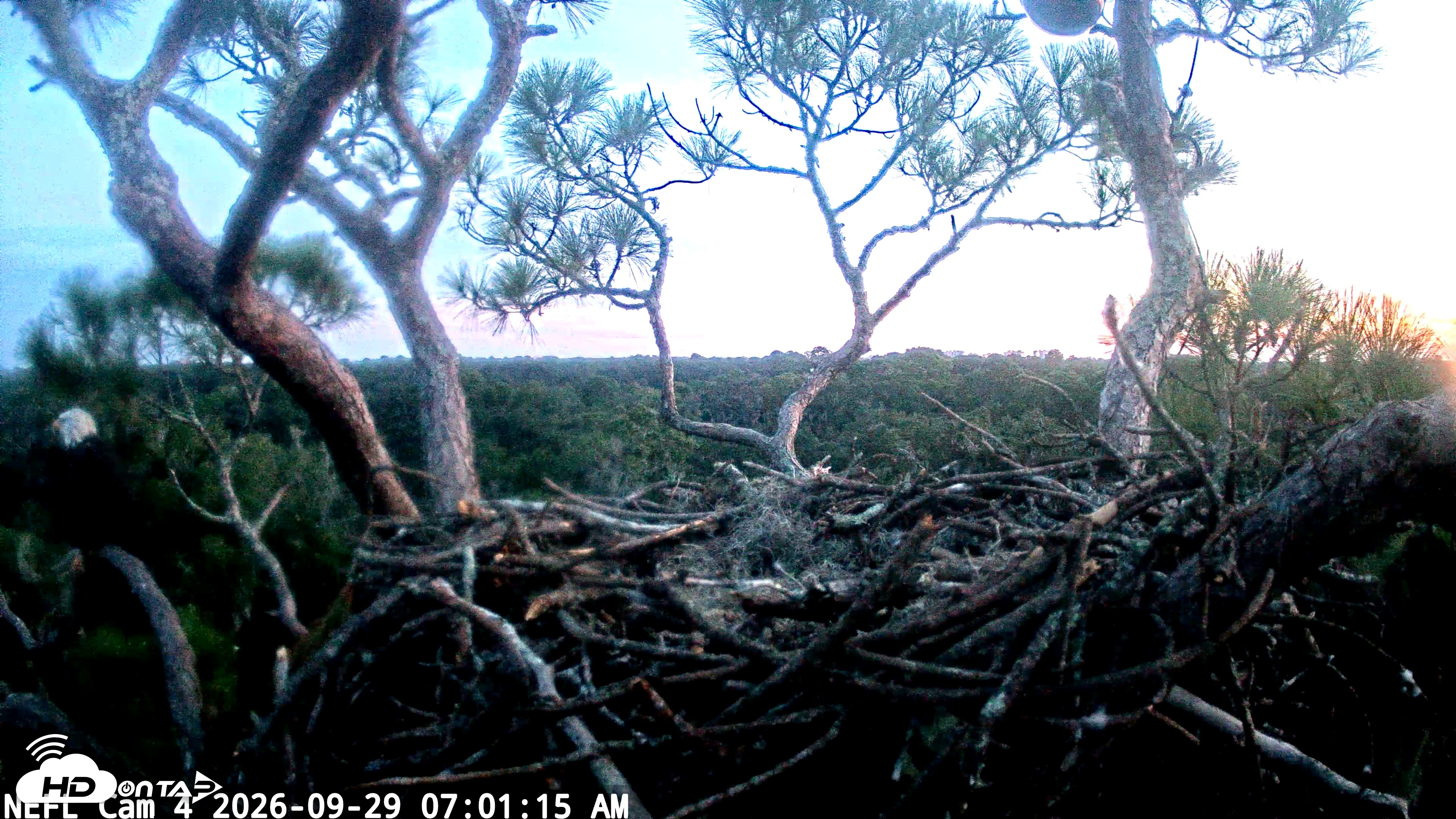 Snapshot of NE Florida Eagles Live Webcam taken Sep 29, 2026, 7:02am EDT