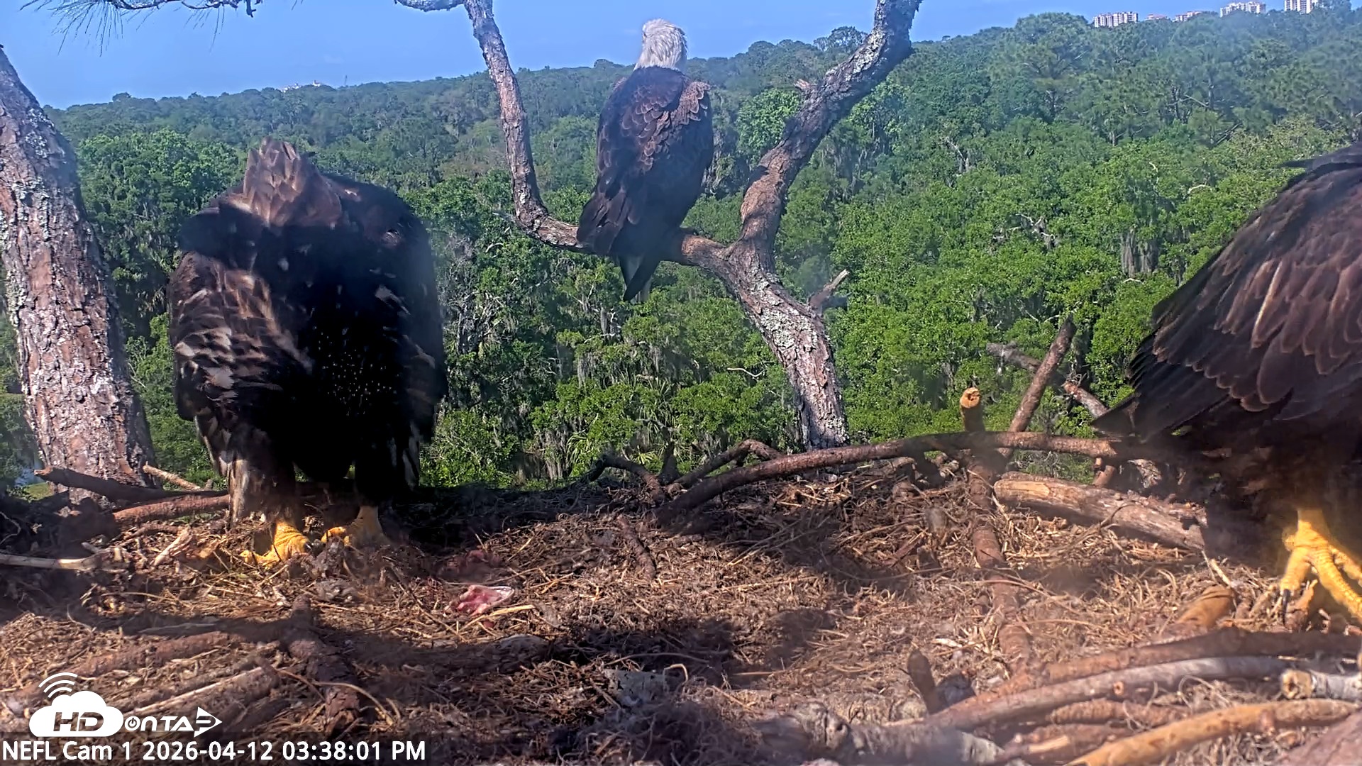 Snapshot of NE Florida Eagles Live Webcam taken Apr 12, 2026, 3:39pm EDT