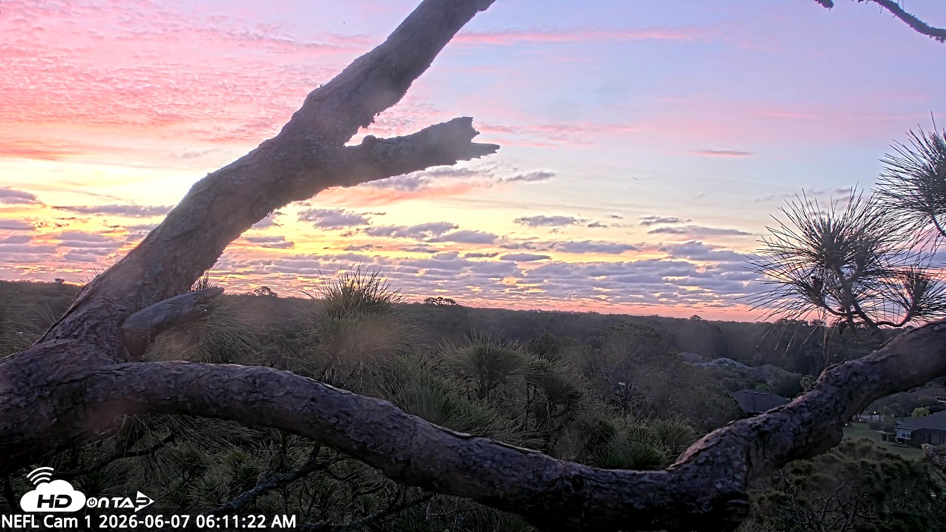 Snapshot of NE Florida Eagles Live Webcam taken Jun 7, 2026, 6:12am EDT