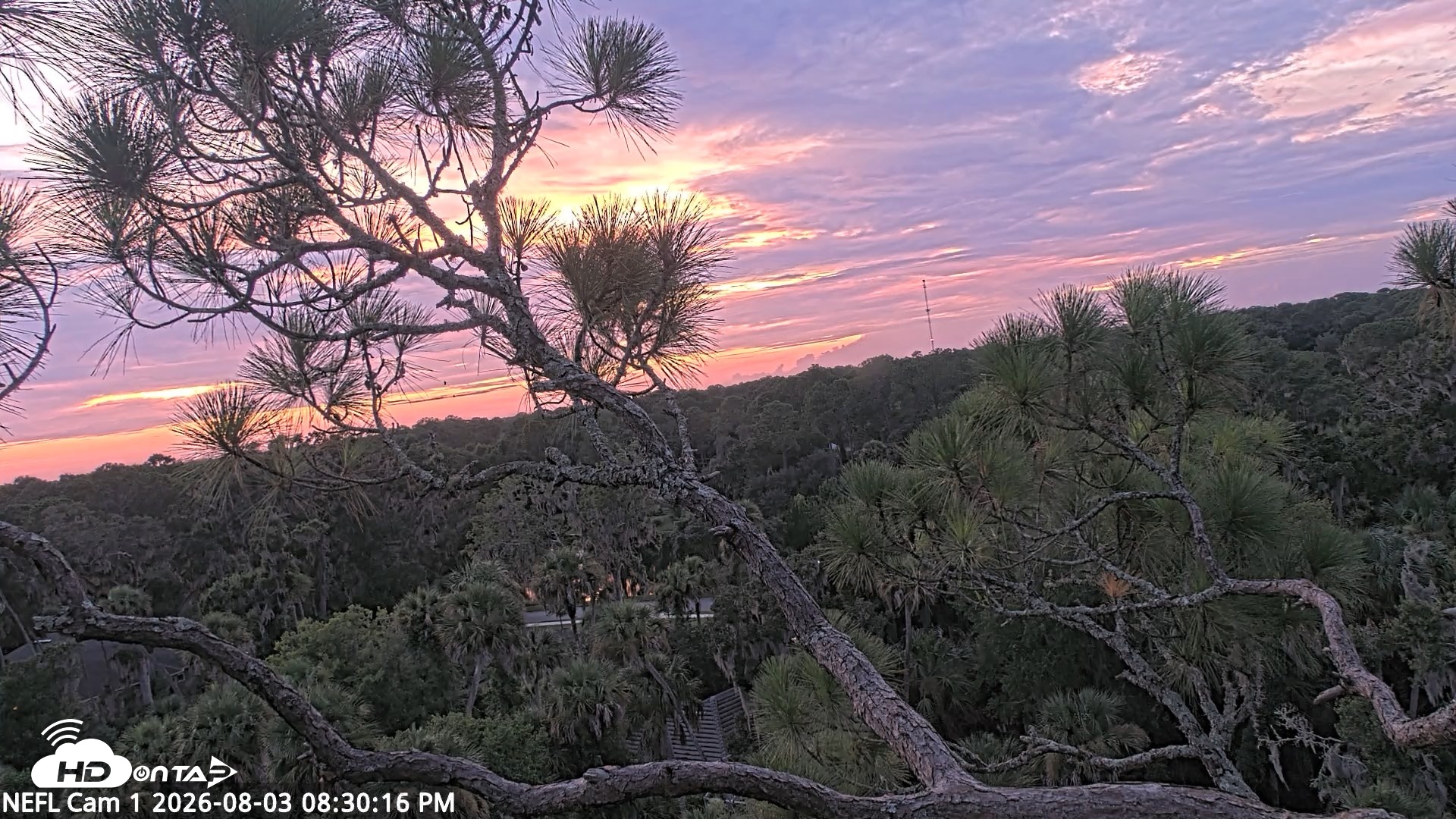 Snapshot of NE Florida Eagles Live Webcam taken Aug 3, 2026, 8:31pm EDT