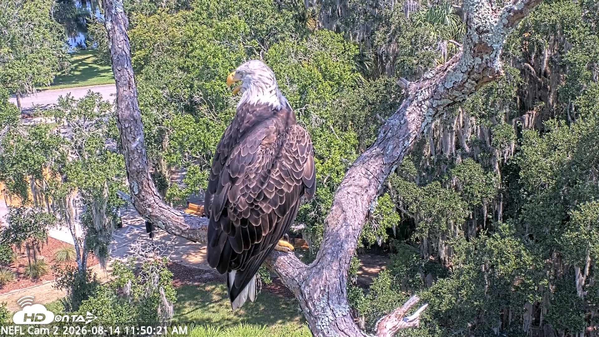 Snapshot of NE Florida Eagles Live Webcam taken Aug 14, 2026, 11:51am EDT