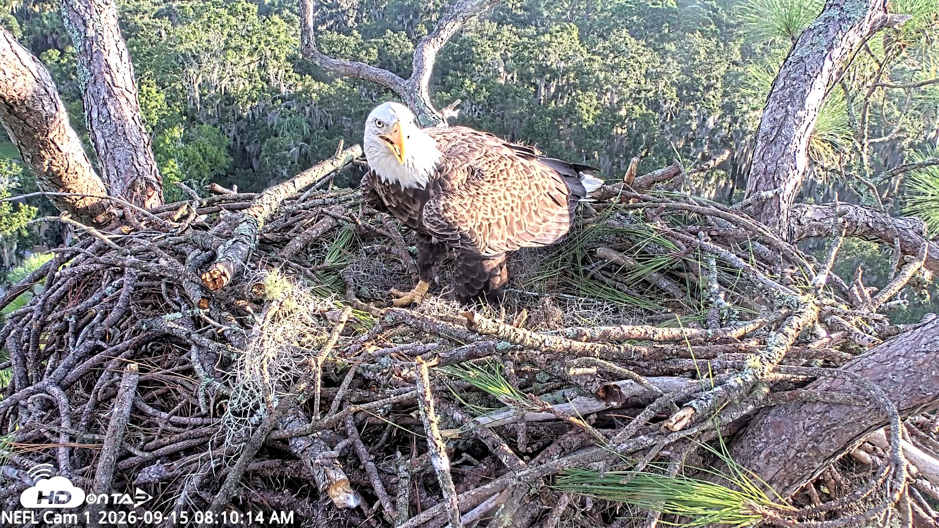Snapshot of NE Florida Eagles Live Webcam taken Sep 15, 2026, 8:11am EDT