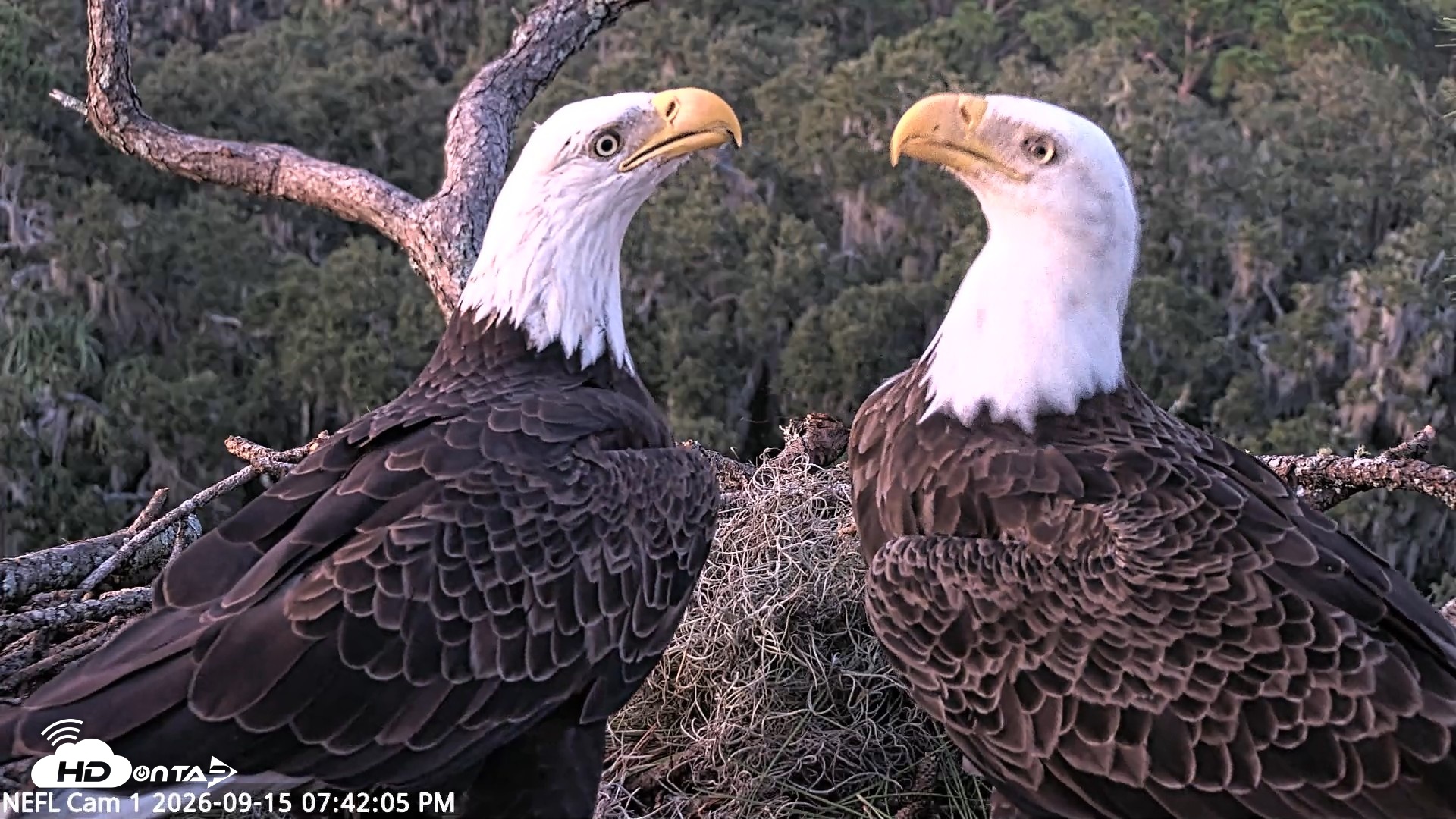 Snapshot of NE Florida Eagles Live Webcam taken Sep 15, 2026, 7:43pm EDT